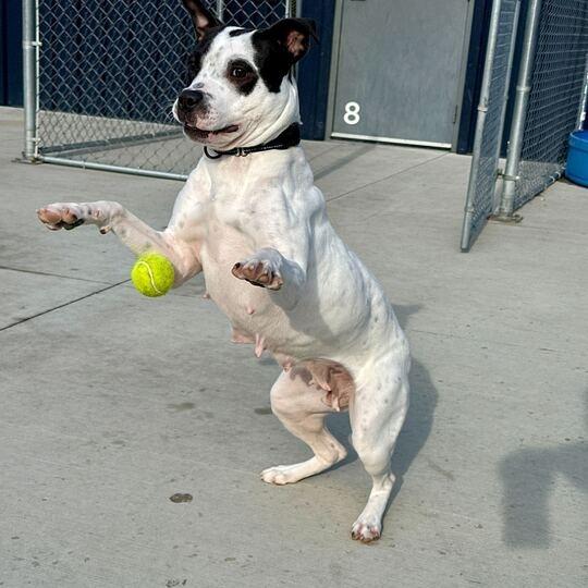 Enlarge Sadie, a Adoptable Pit Bull Terrier in Matteson, IL image 2/6