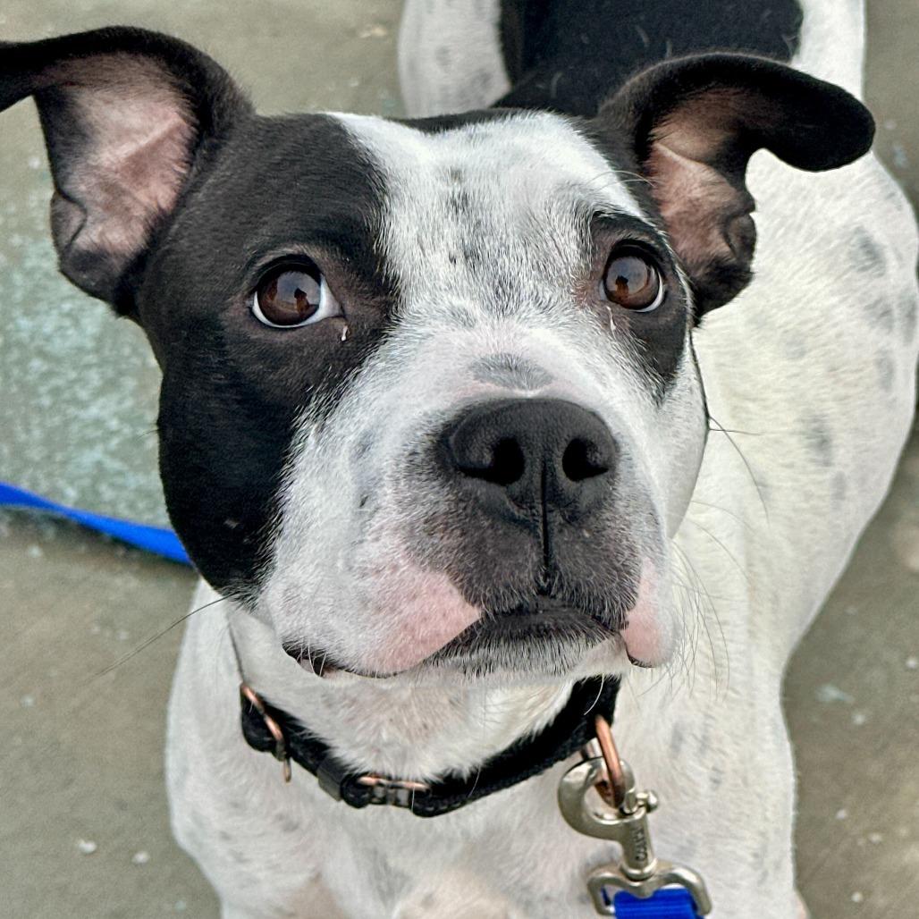 Sadie, Adoptable, Young Female Pit Bull Terrier.