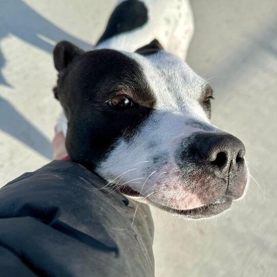 Enlarge Sadie, a Adoptable Pit Bull Terrier in Matteson, IL image 3/6