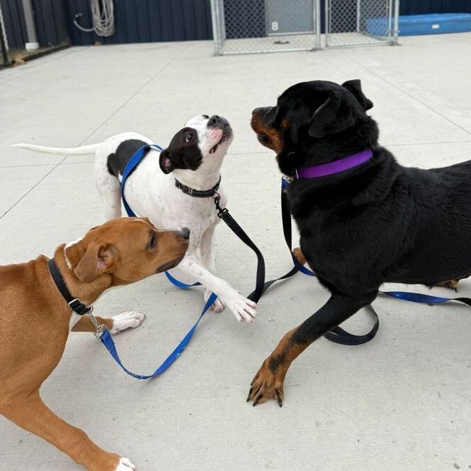 Enlarge Sadie, a Adoptable Pit Bull Terrier in Matteson, IL image 5/6