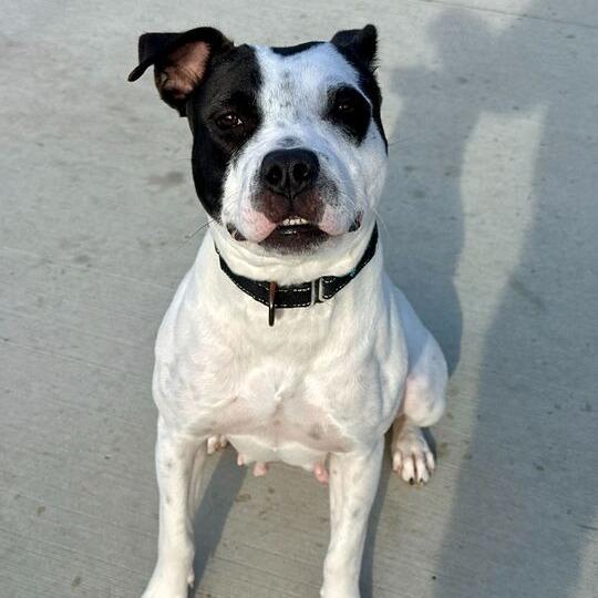Enlarge Sadie, a Adoptable Pit Bull Terrier in Matteson, IL image 6/6