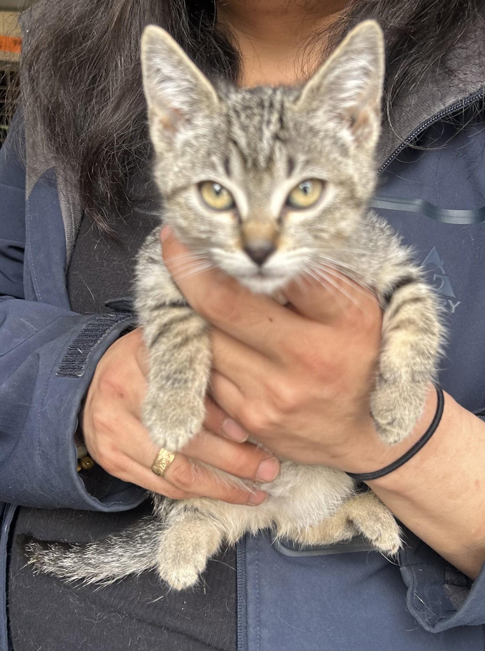 Enlarge Kiki Napa, a Adopted mixed breed in Napa, CA image 1/1