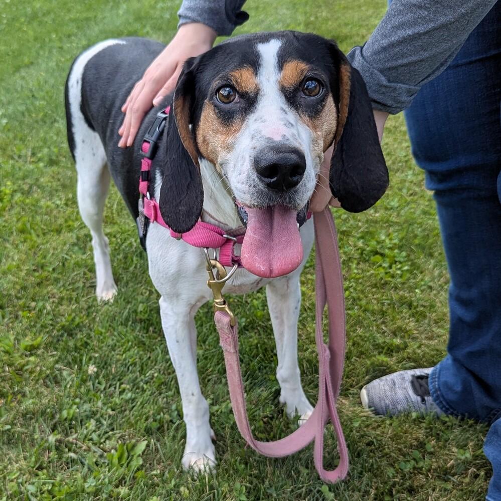 Enlarge Tequila, a Adoptable Treeing Walker Coonhound in Accident, MD image 1/6