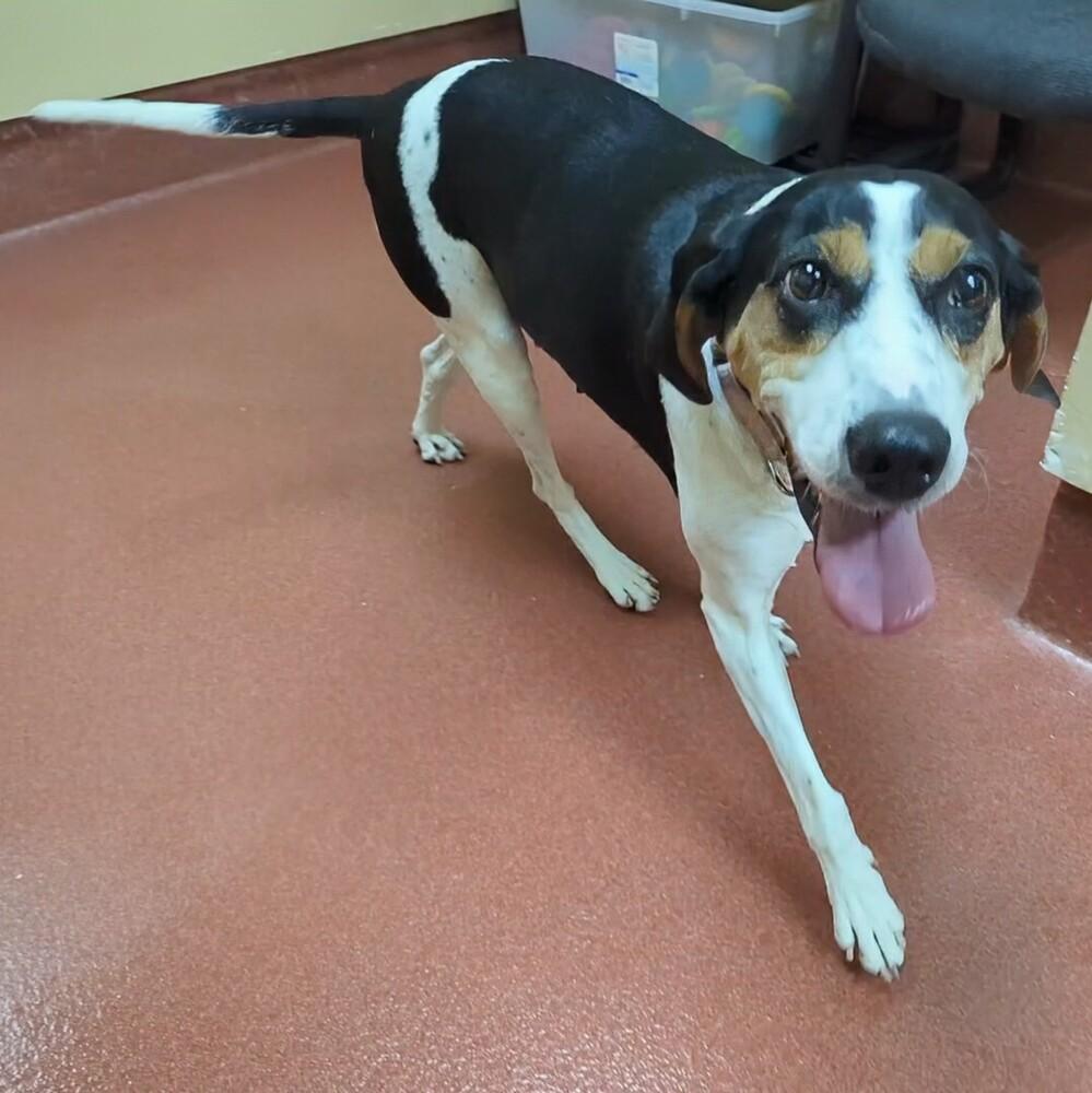 Enlarge Tequila, a Adoptable Treeing Walker Coonhound in Accident, MD image 2/6