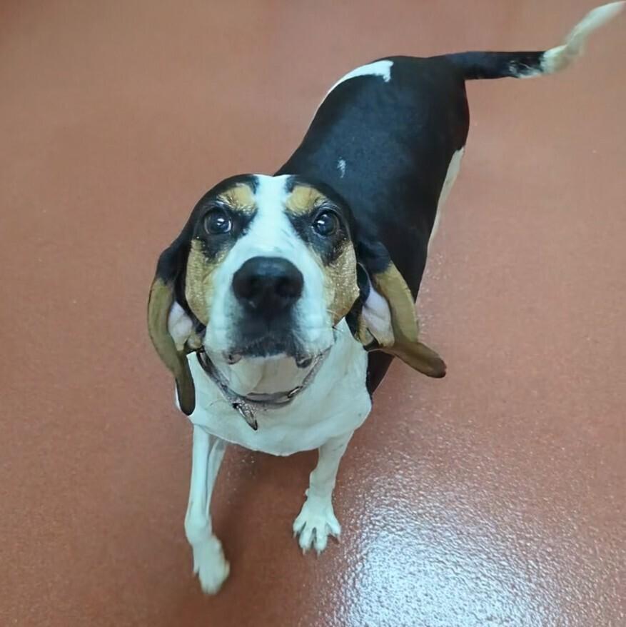 Enlarge Tequila, a Adoptable Treeing Walker Coonhound in Accident, MD image 3/6
