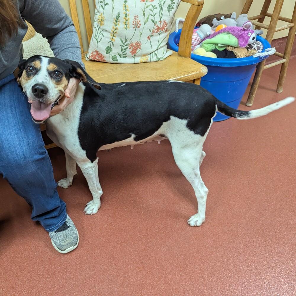 Enlarge Tequila, a Adoptable Treeing Walker Coonhound in Accident, MD image 4/6