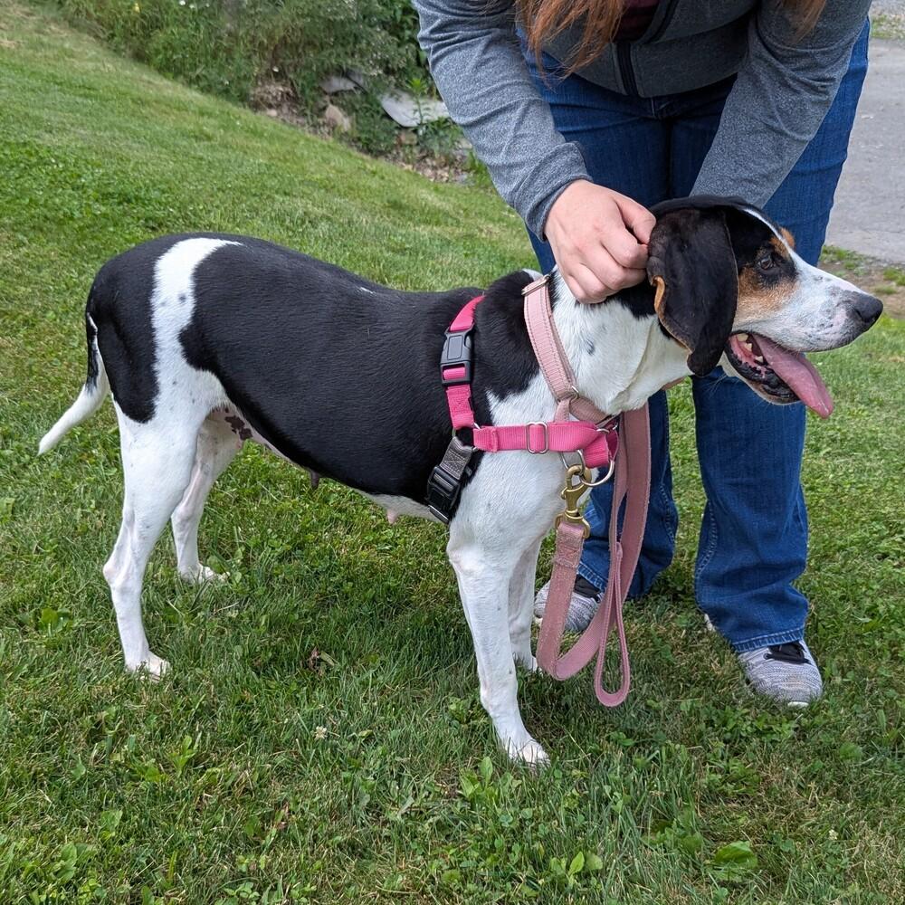 Enlarge Tequila, a Adoptable Treeing Walker Coonhound in Accident, MD image 5/6