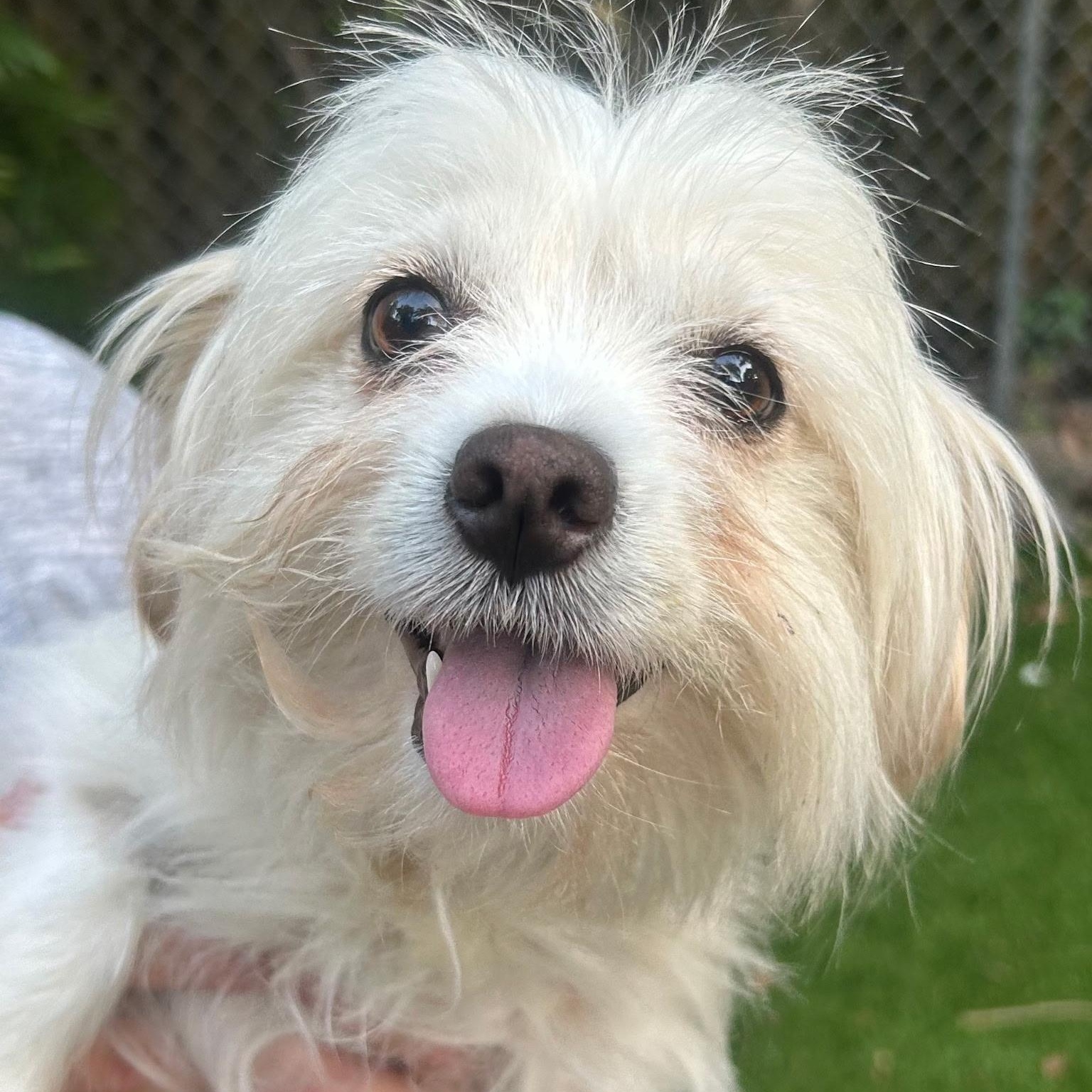 Violet Flame Opal, adopted, Young Female Maltese.