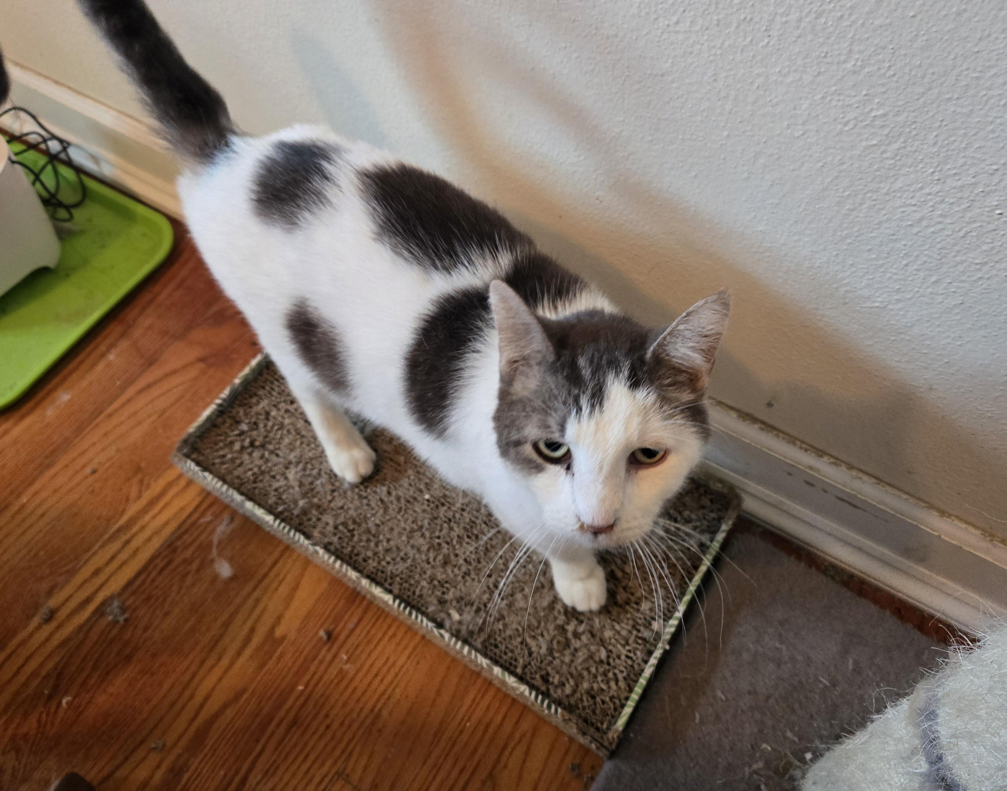 Spots, Adoptable, Adult Male Domestic Short Hair.