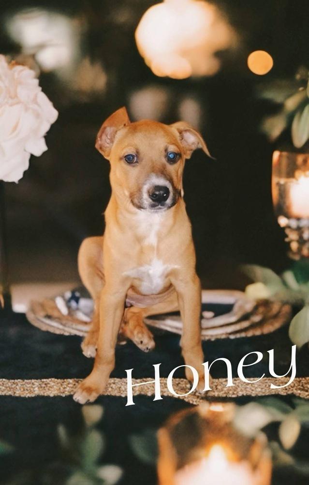 Honey, Adoptable, Puppy Female Labrador Retriever & Terrier.