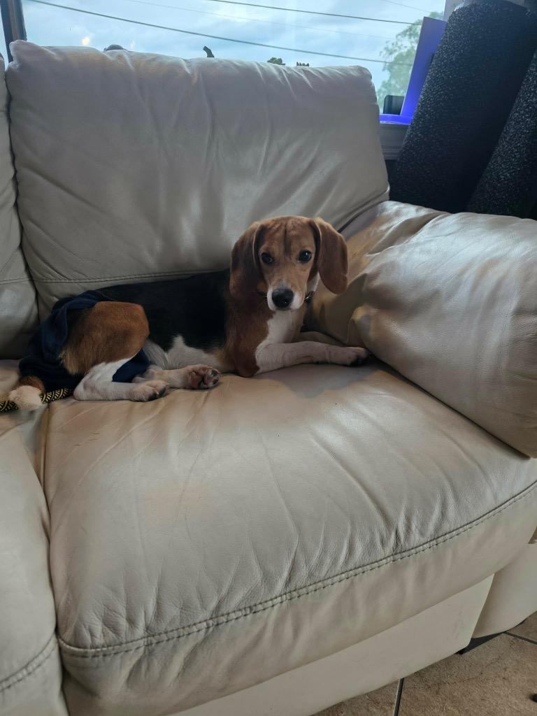 Juno, Adoptable, Adult Female Beagle.