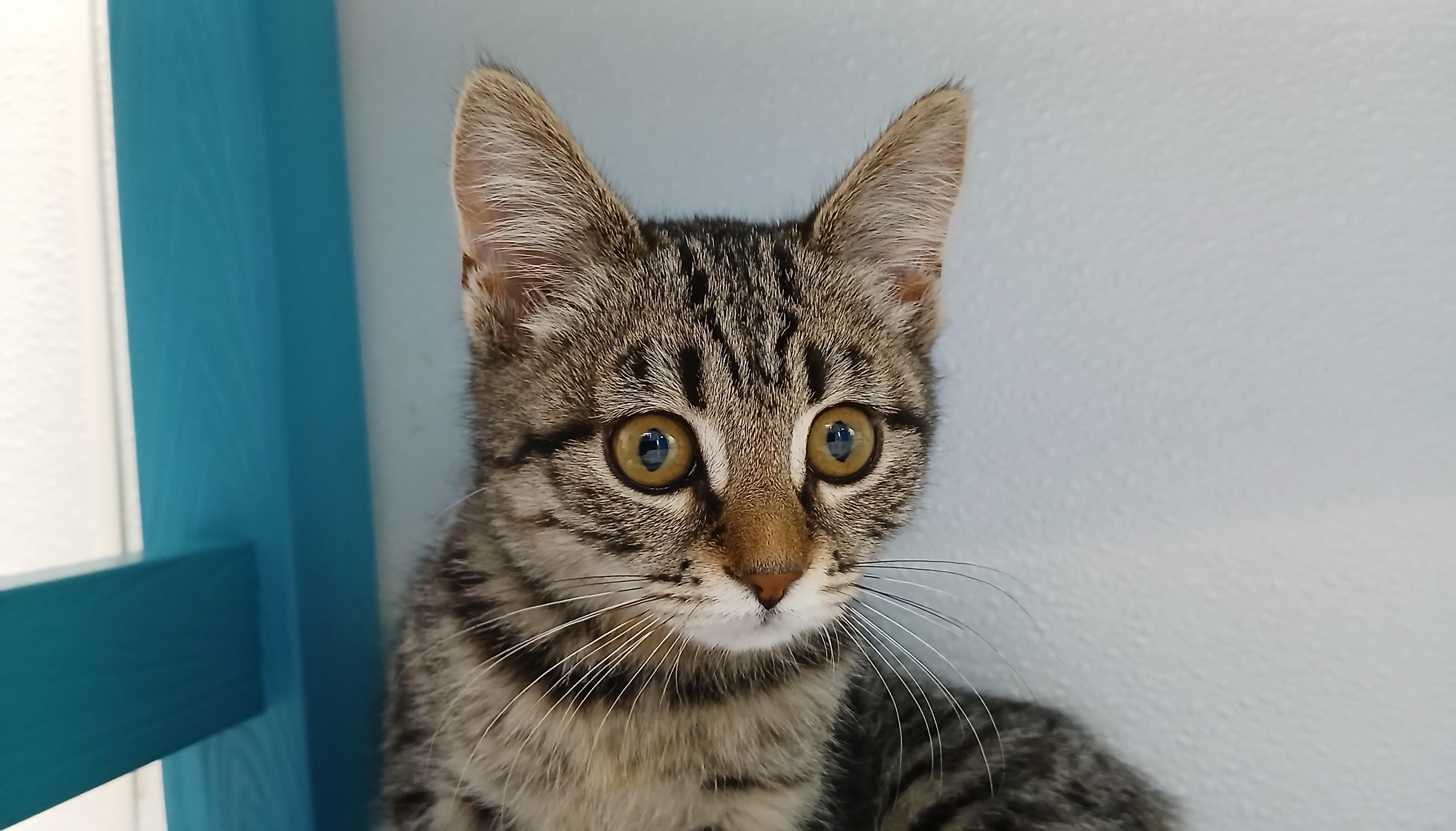 Enlarge Guadalupe, an adopted Domestic Short Hair in Cullowhee, NC image 1/5