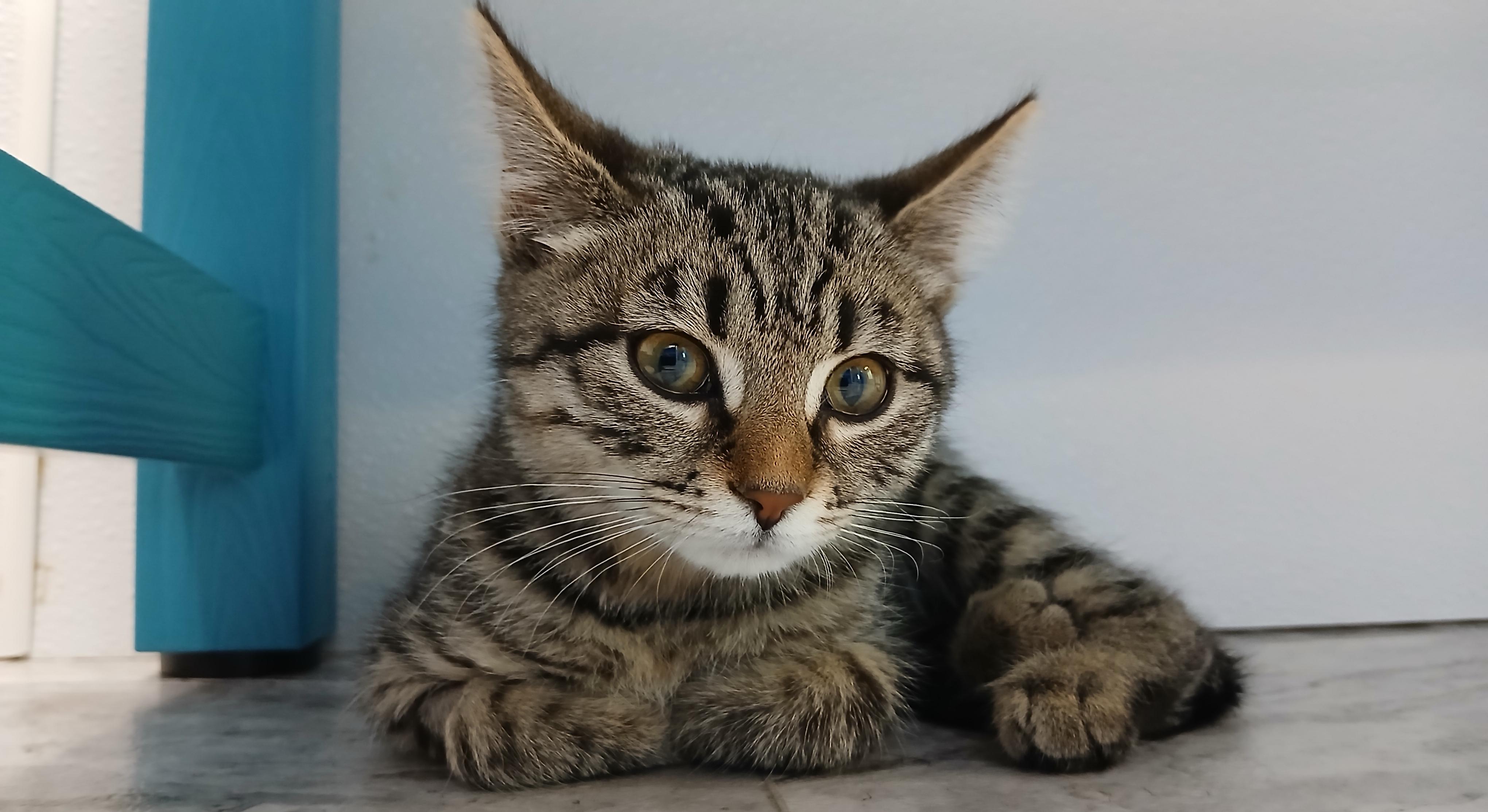 Enlarge Guadalupe, an adopted Domestic Short Hair in Cullowhee, NC image 3/5
