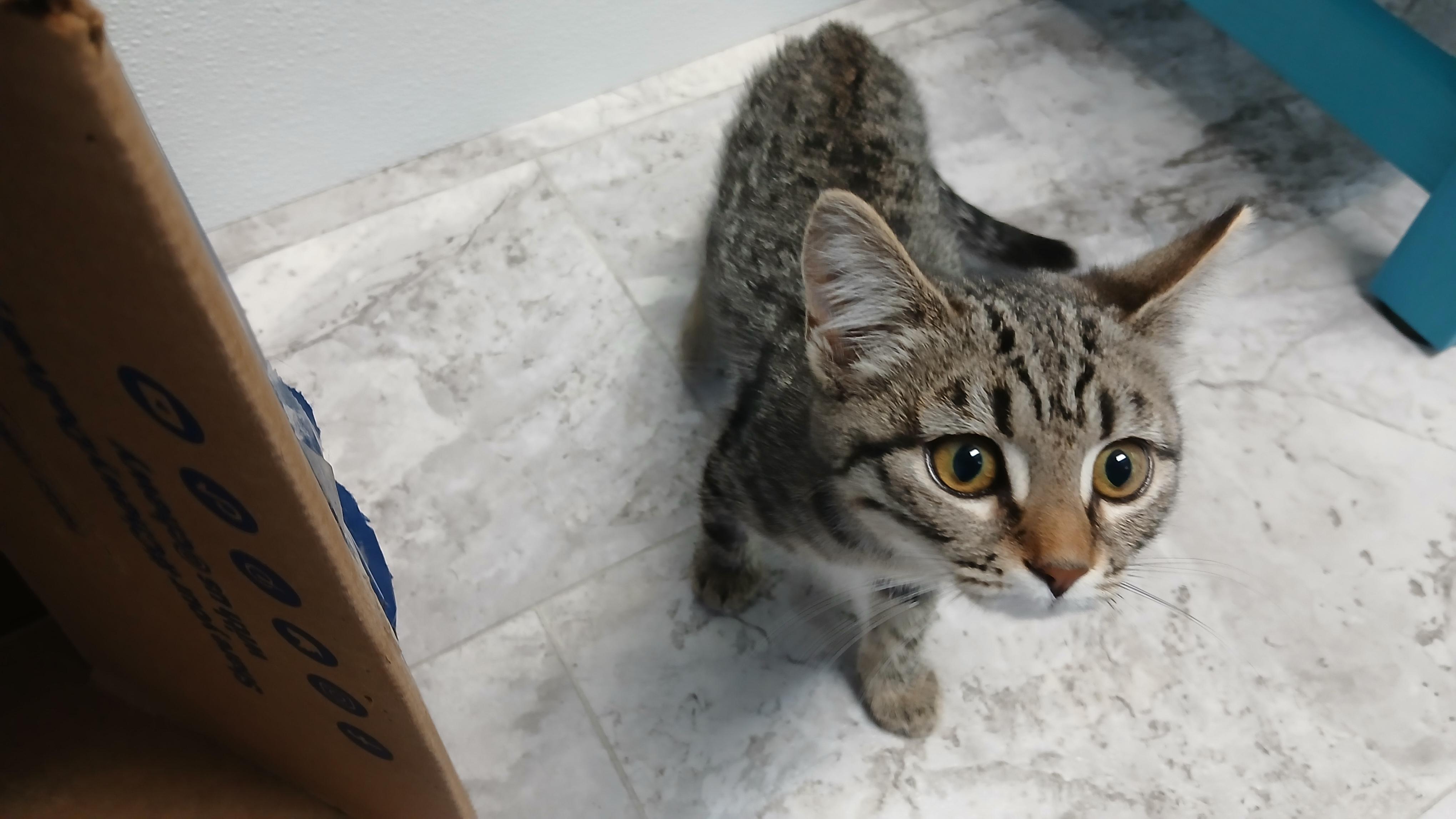 Enlarge Guadalupe, an adopted Domestic Short Hair in Cullowhee, NC image 2/5