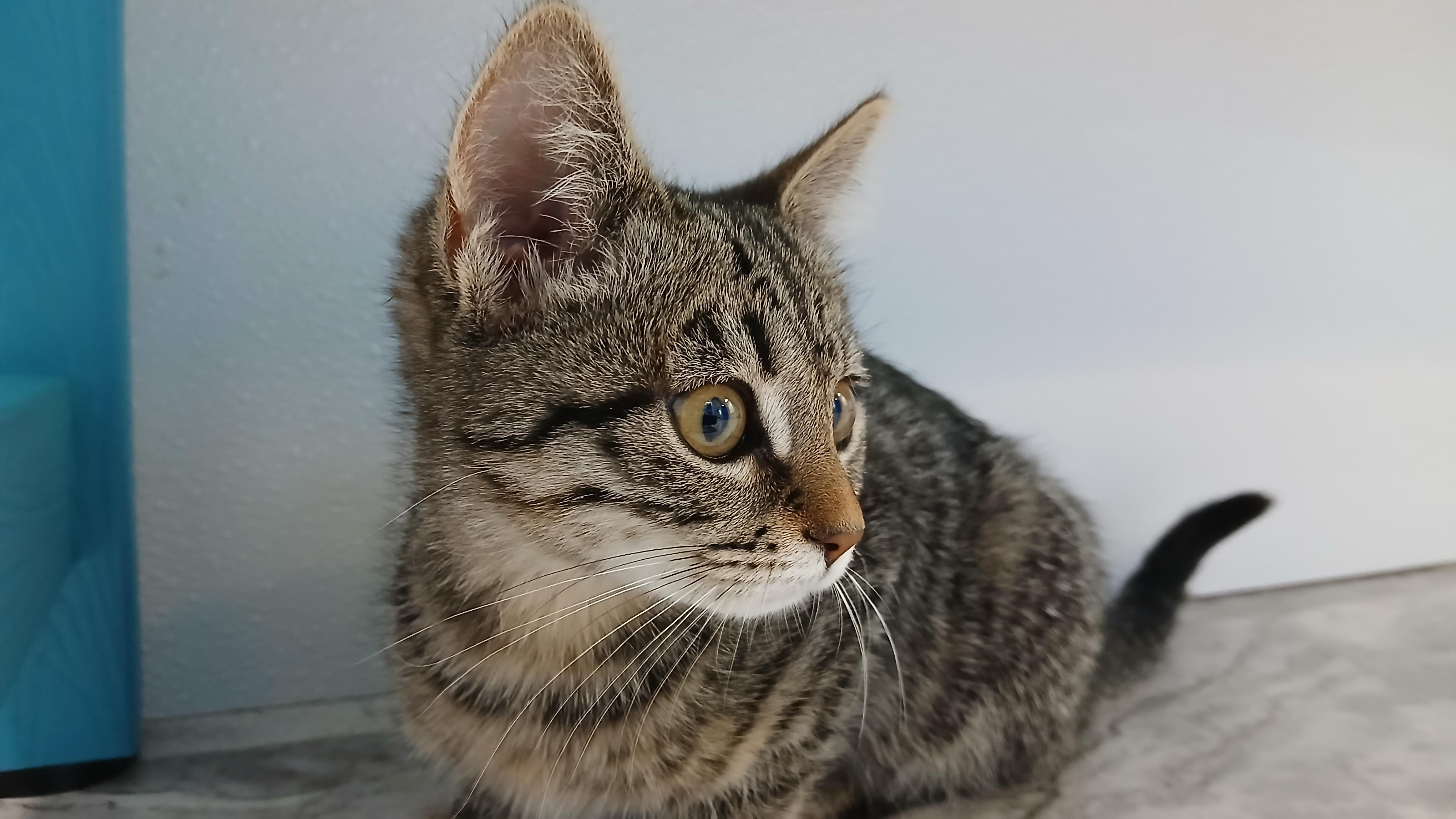 Enlarge Guadalupe, an adopted Domestic Short Hair in Cullowhee, NC image 4/5