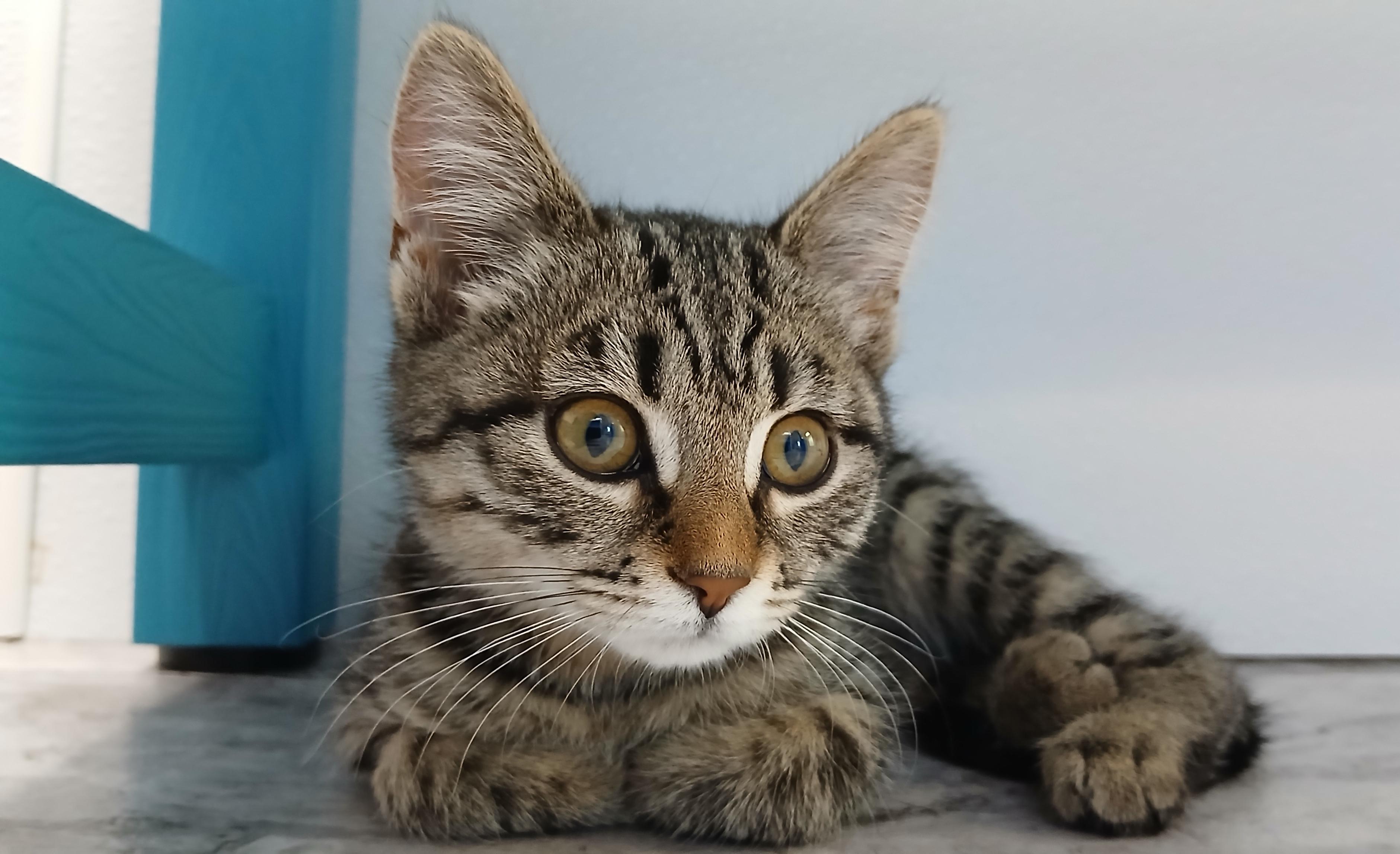 Enlarge Guadalupe, an adopted Domestic Short Hair in Cullowhee, NC image 5/5