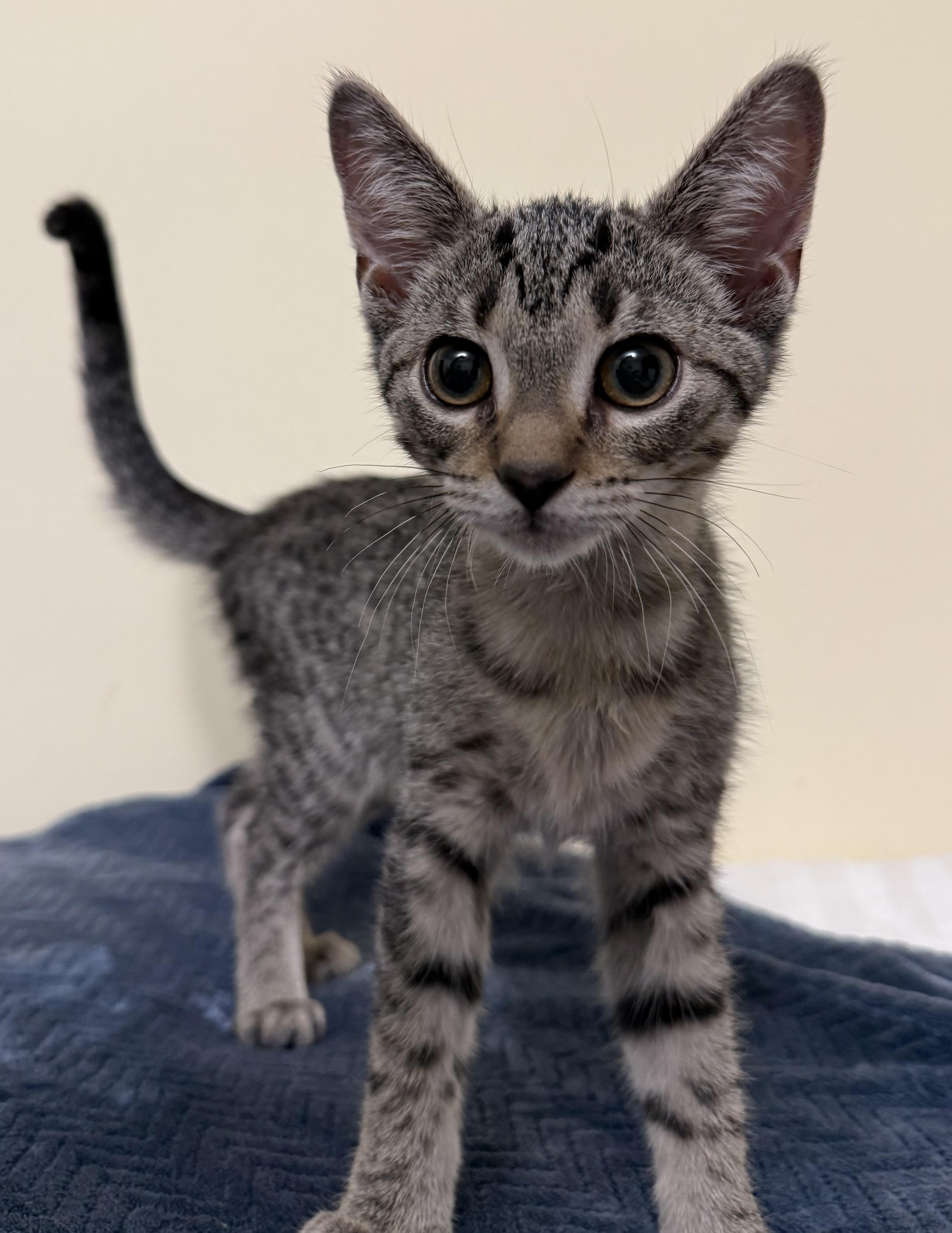 Kiko, an adopted Domestic Short Hair in Garden City, MI image 2/3