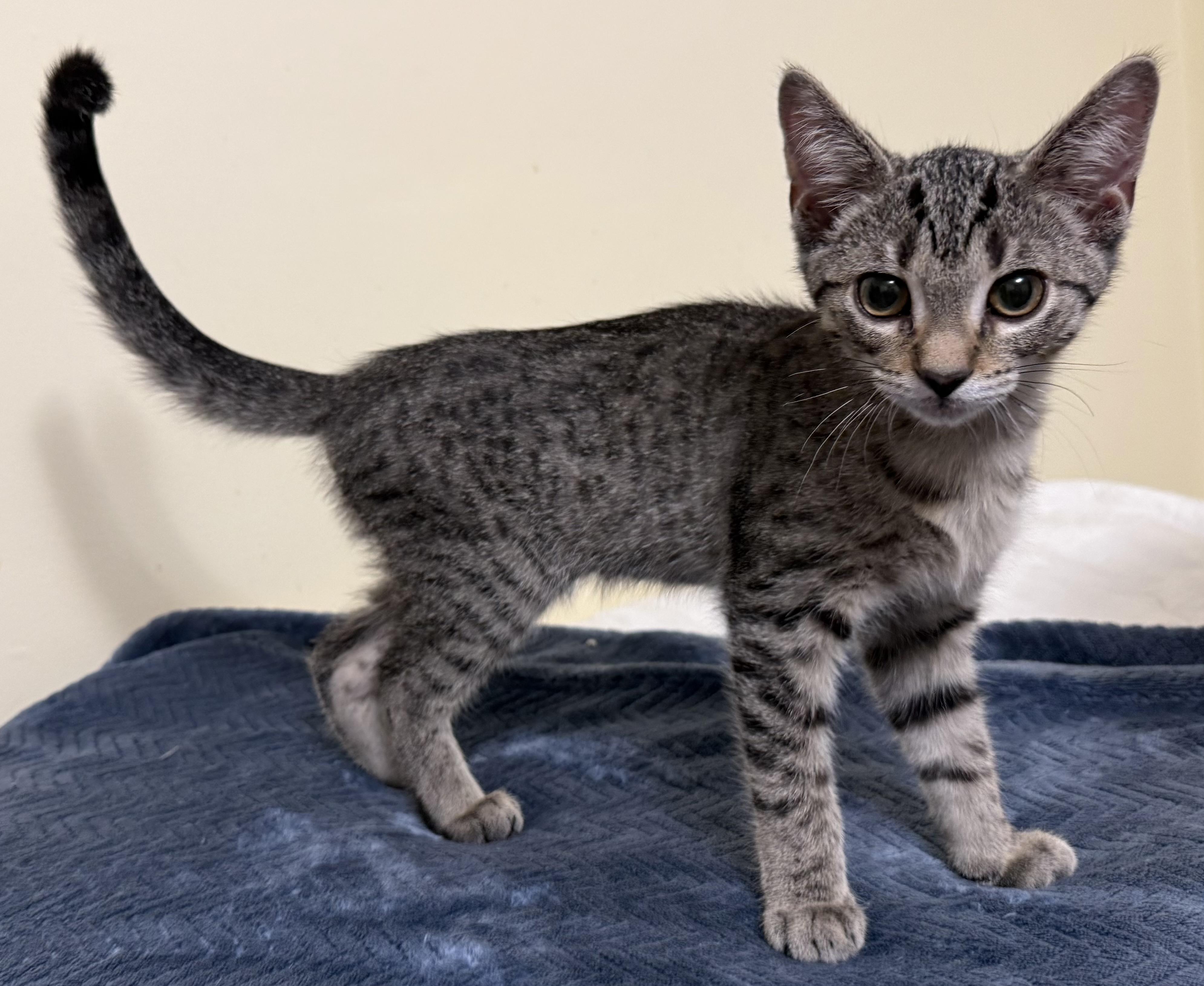 Kiko, adopted, Kitten Male Domestic Short Hair.