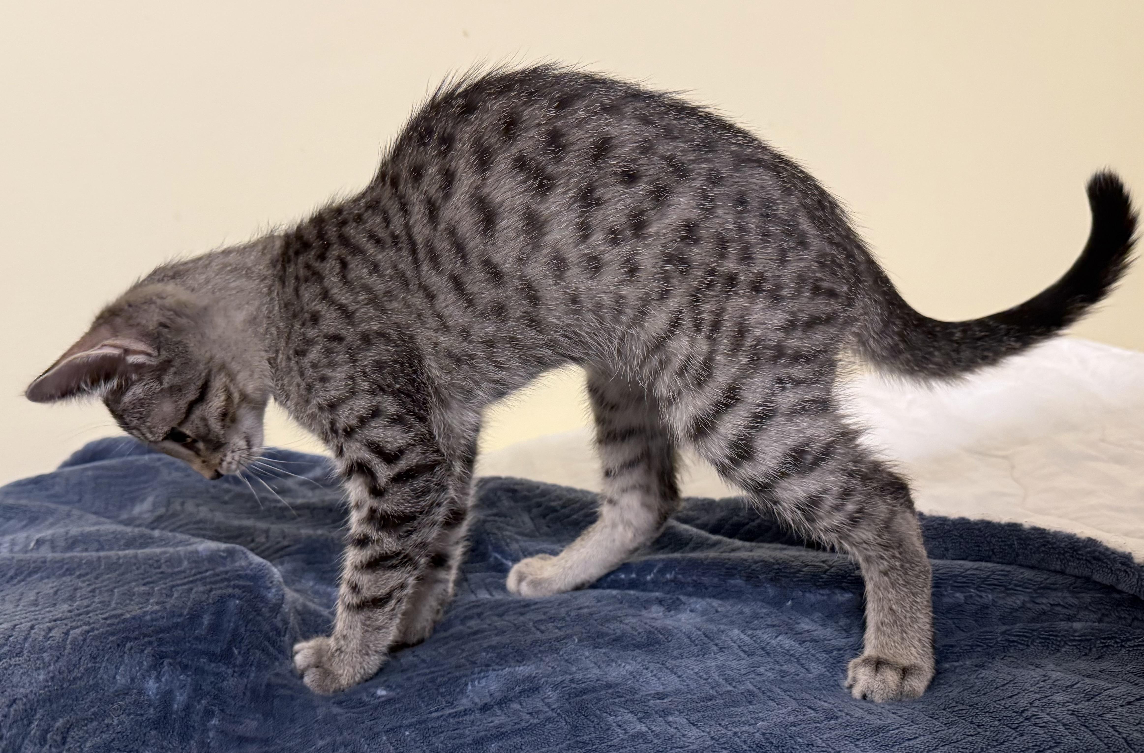 Kiko, an adopted Domestic Short Hair in Garden City, MI image 3/3