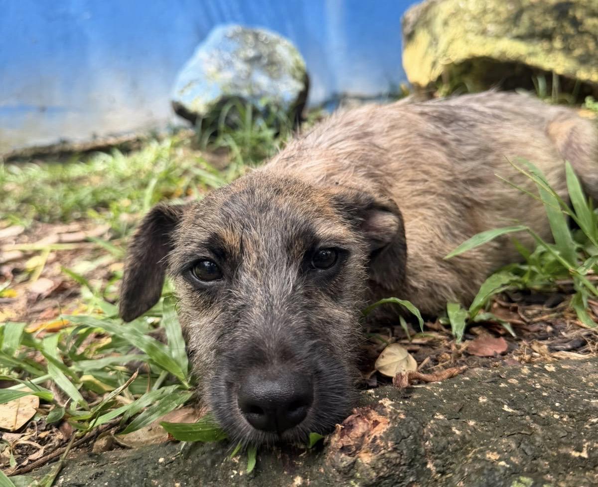 Atlas, a ADOPTABLE mixed breed in New York, NY image 3/5