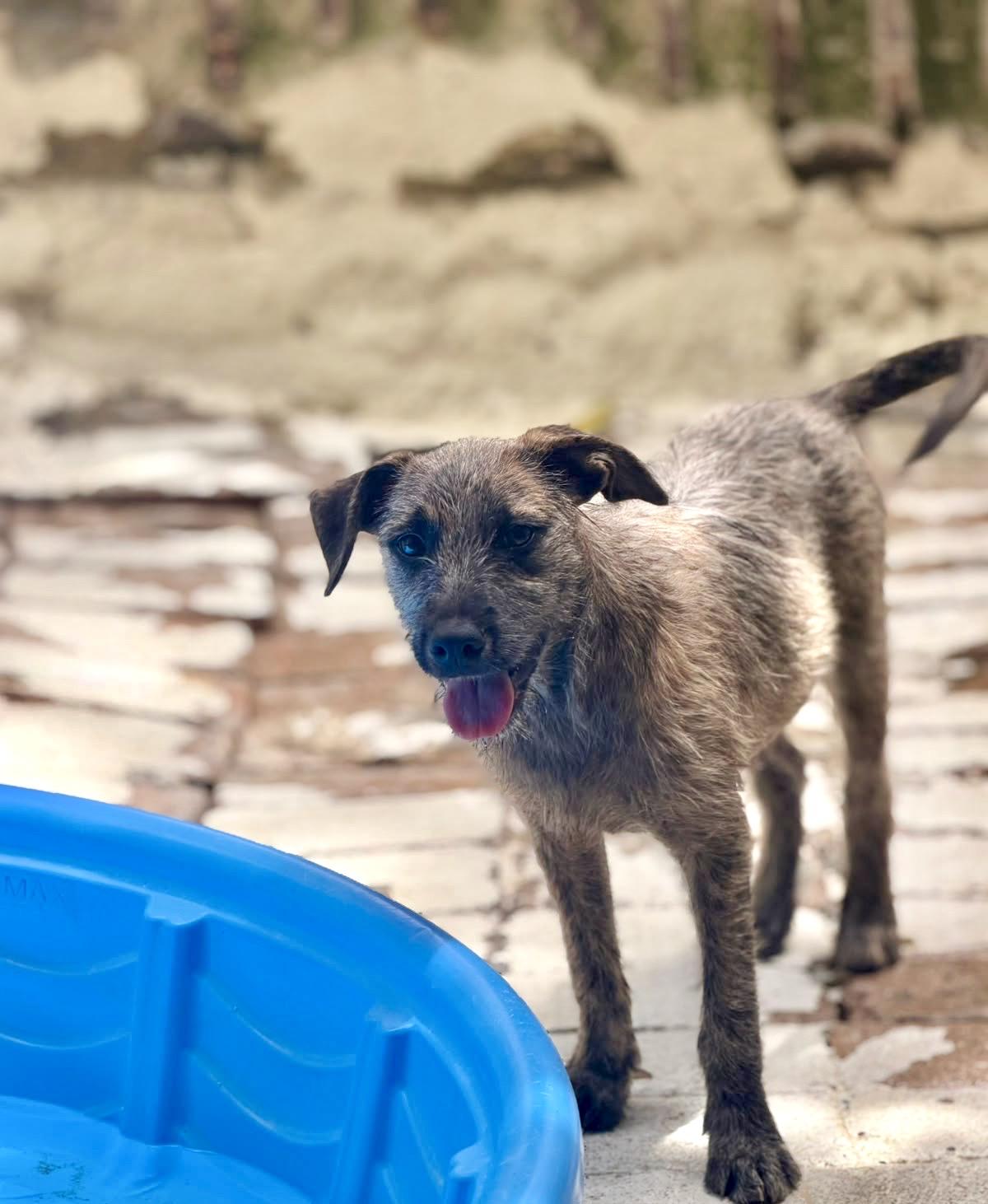 Atlas, a ADOPTABLE mixed breed in New York, NY image 5/5