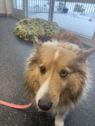 Enlarge Archie, a Adoptable mixed breed in Scotia, NY image 1/3