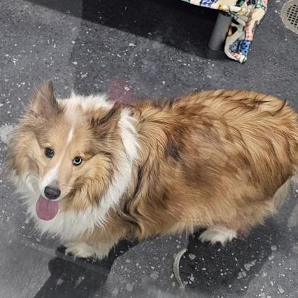 Enlarge Archie, a Adoptable mixed breed in Scotia, NY image 3/3