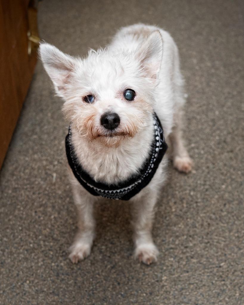Enlarge Guito, a Adopted Chihuahua in Boone, IA image 2/2
