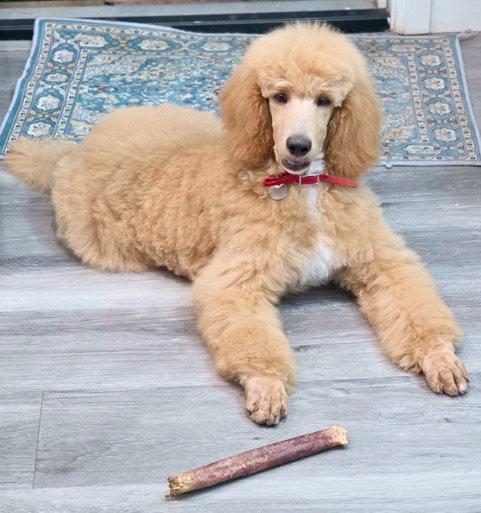 Enlarge Princess Buttercup, a Adoptable Standard Poodle in Anaheim Hills, CA image 1/3