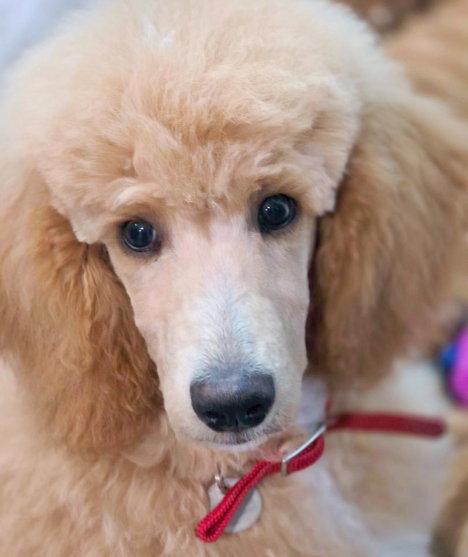 Enlarge Princess Buttercup, a Adoptable Standard Poodle in Anaheim Hills, CA image 2/3