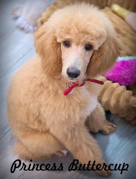 Enlarge Princess Buttercup, a Adoptable Standard Poodle in Anaheim Hills, CA image 3/3