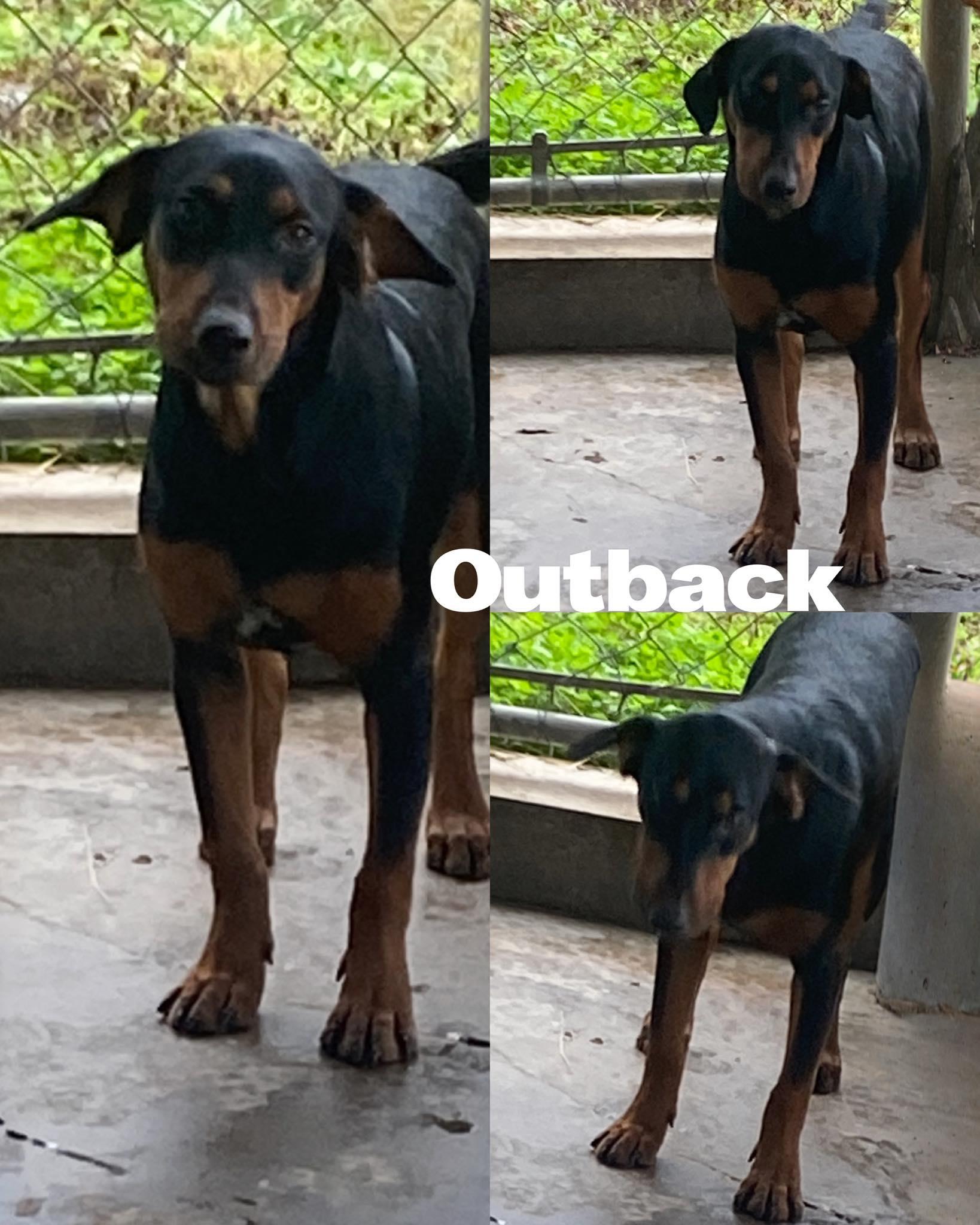 Outback, Adoptable, Young Male Labrador Retriever.