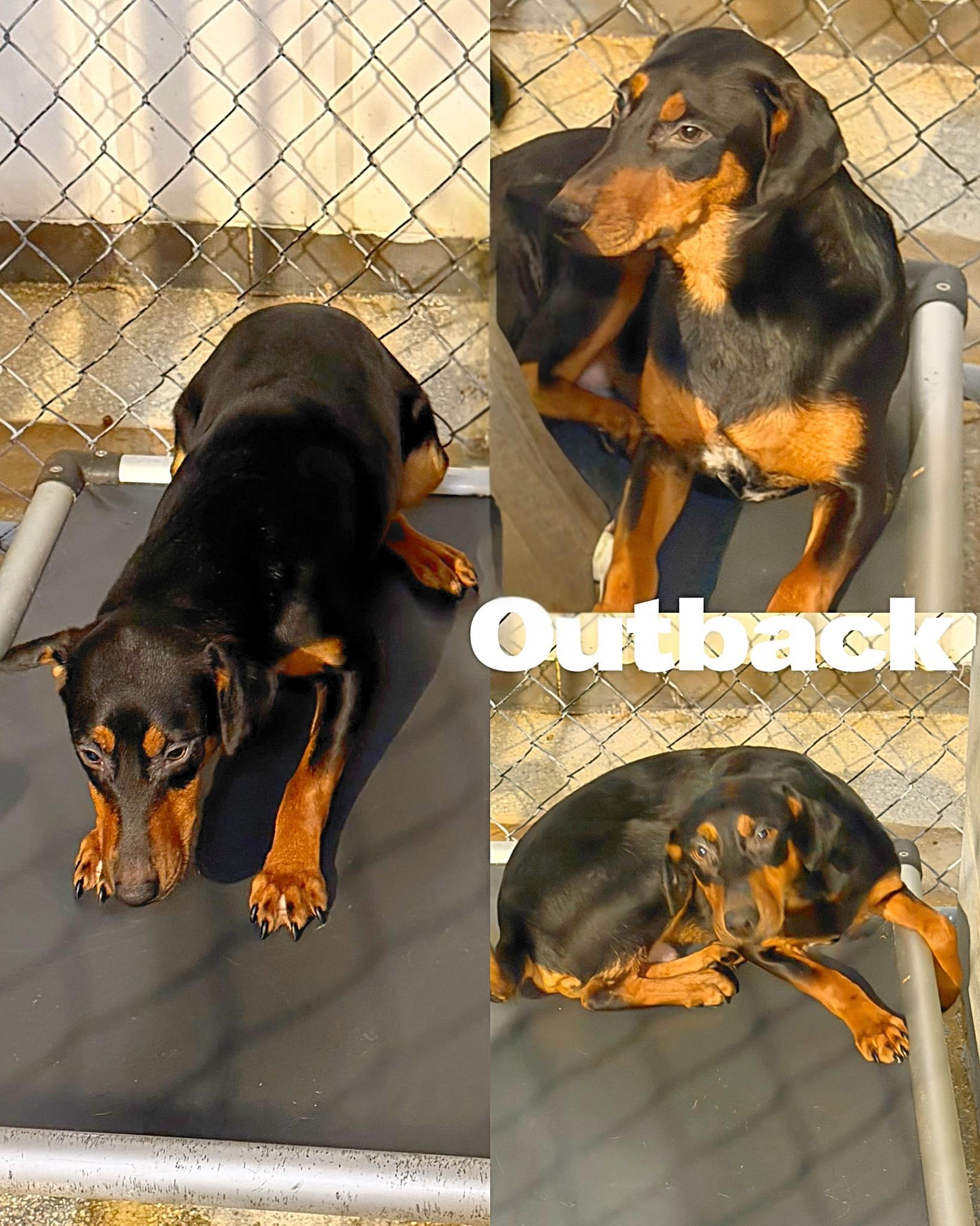 Enlarge Outback, a Adoptable Labrador Retriever in Saint James, MO image 1/3