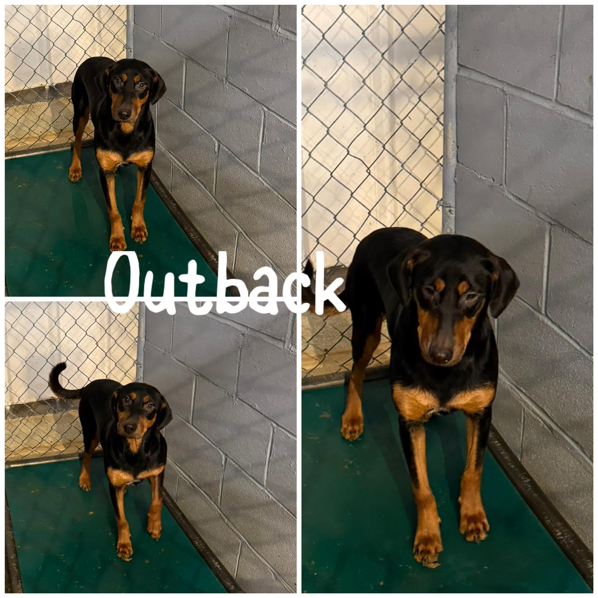 Enlarge Outback, a Adoptable Labrador Retriever in Saint James, MO image 1/4