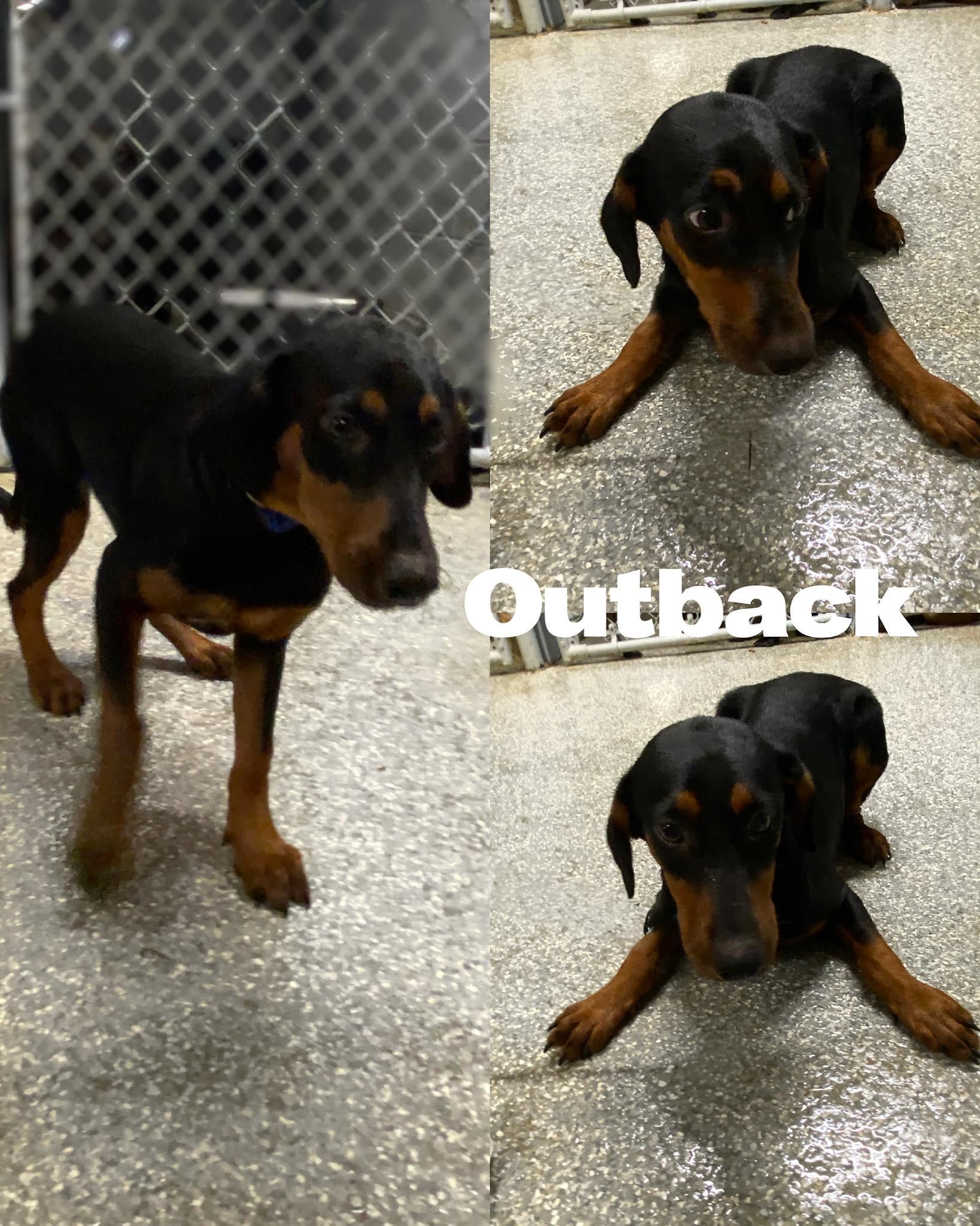 Enlarge Outback, a Adoptable Labrador Retriever in Saint James, MO image 2/2