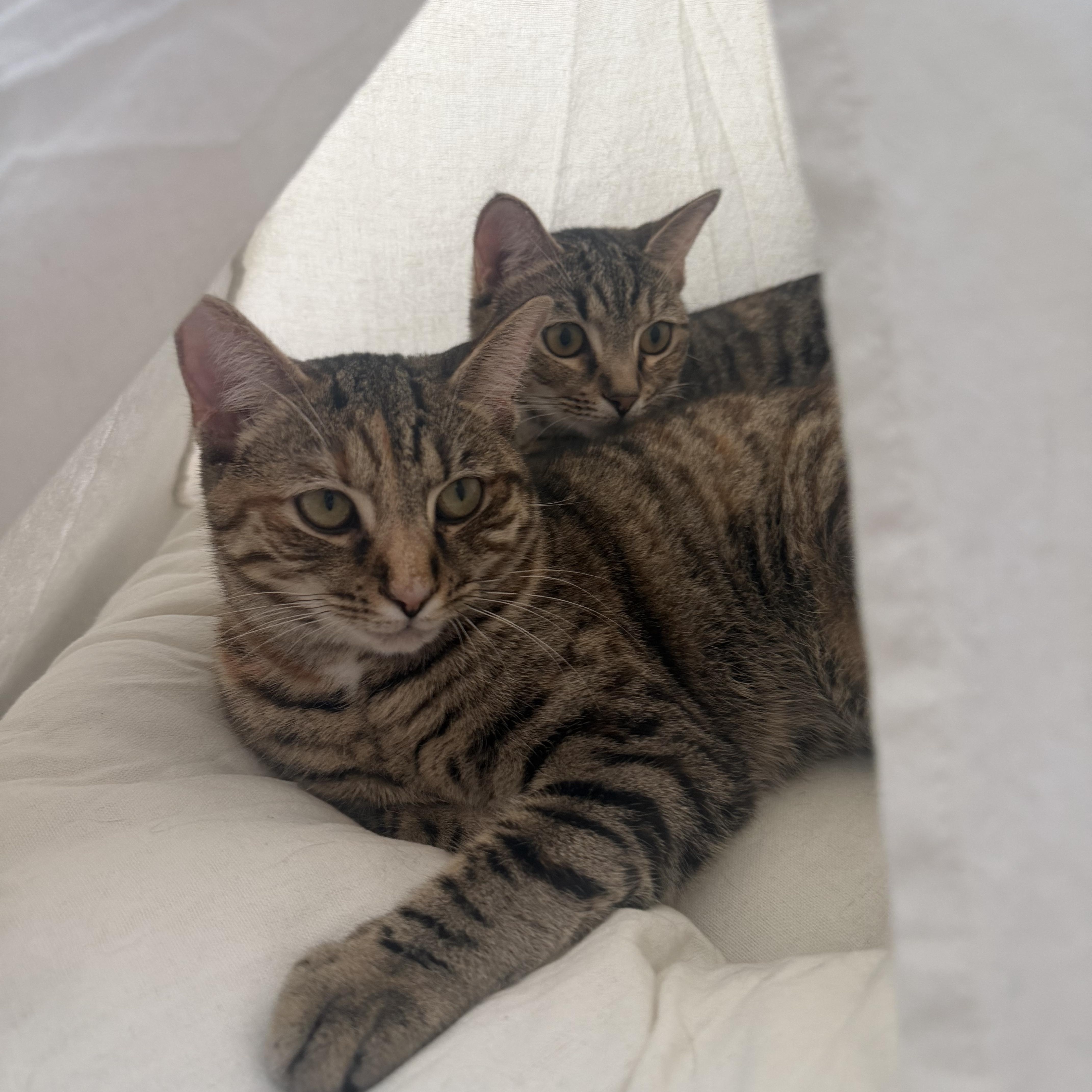 Enlarge tabatha, an adopted American Shorthair in Leland, NC image 3/6