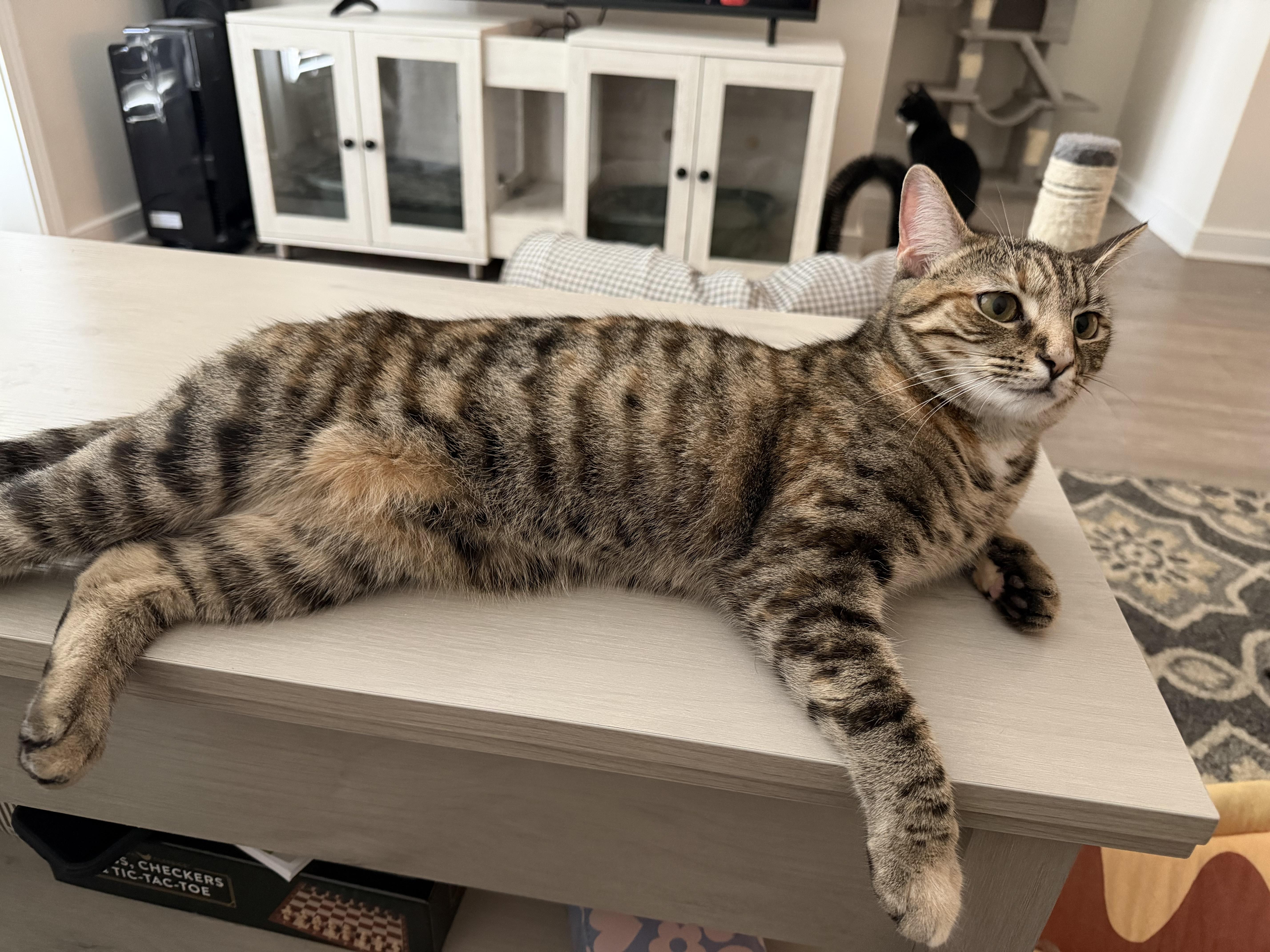 Enlarge tabatha, an adopted American Shorthair in Leland, NC image 2/6