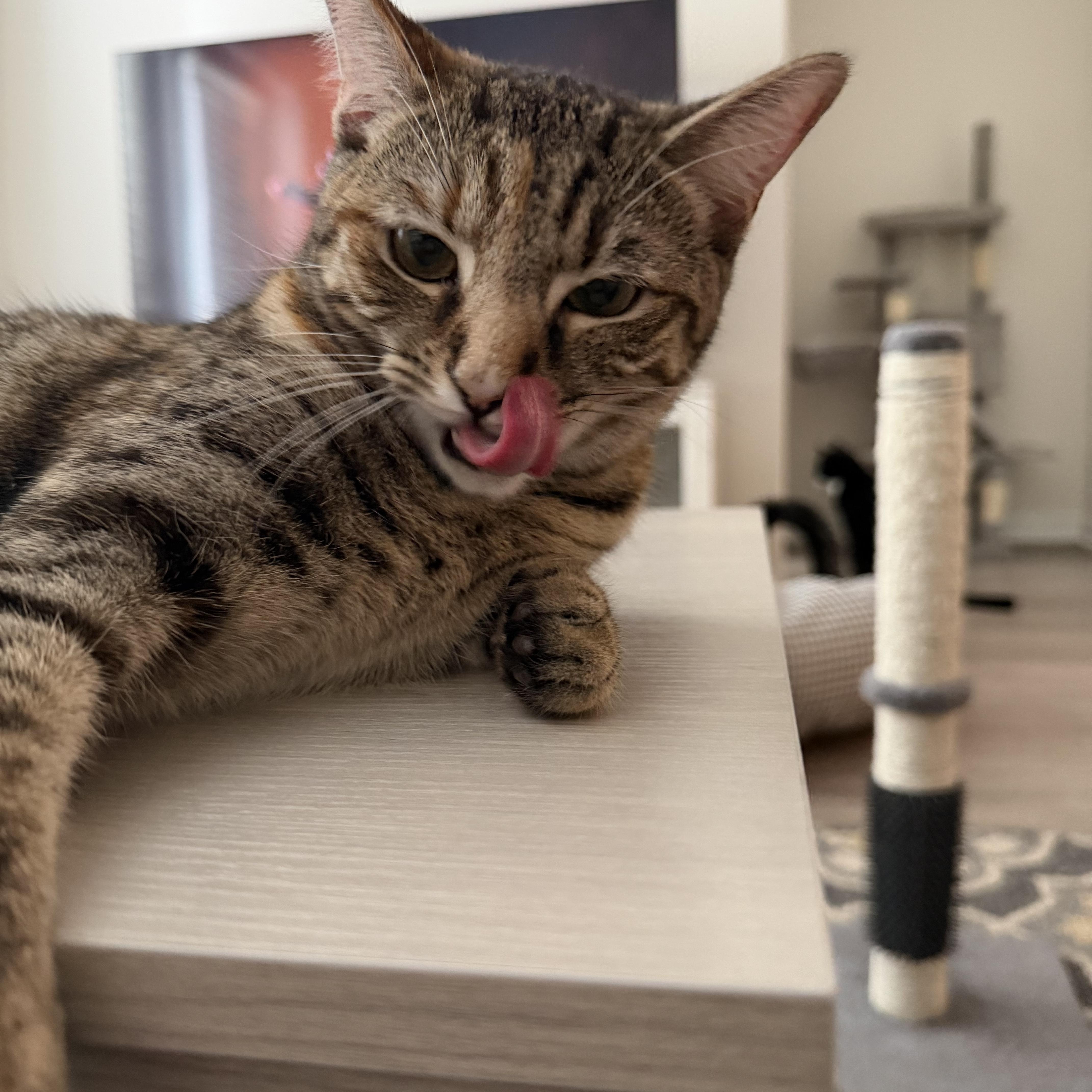 Enlarge tabatha, an adopted American Shorthair in Leland, NC image 1/6