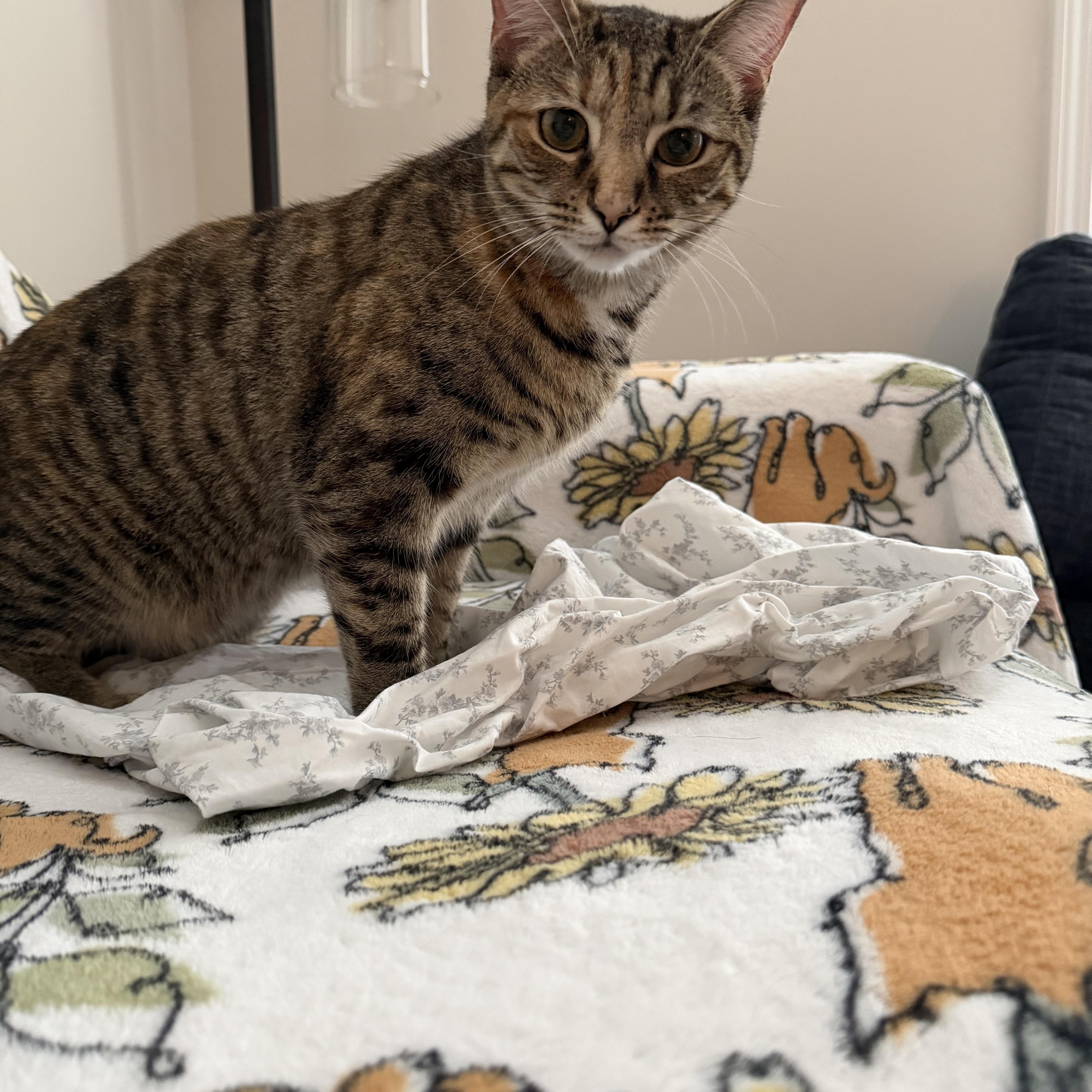 Enlarge tabatha, an adopted American Shorthair in Leland, NC image 5/6