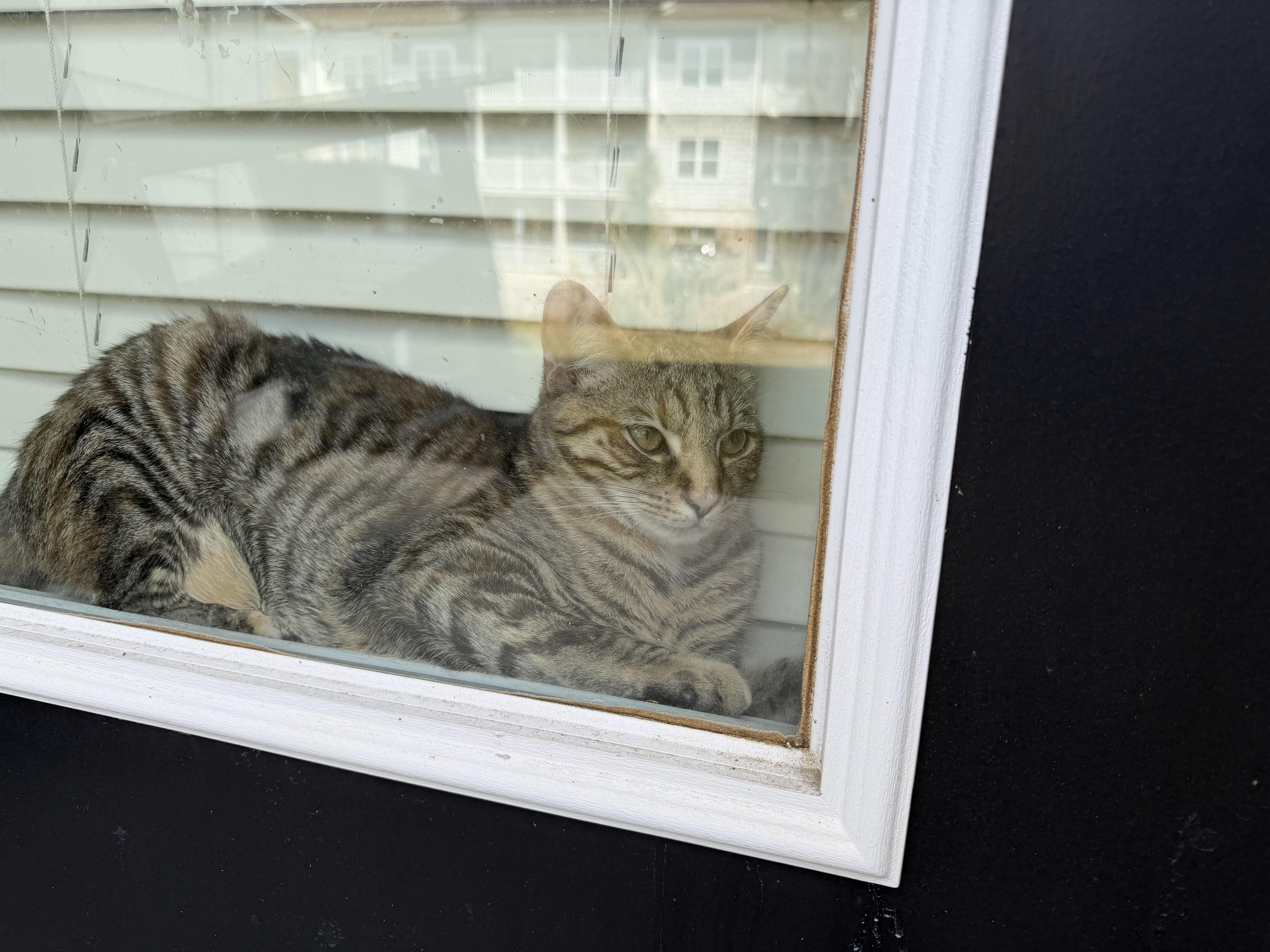 Enlarge tabatha, an adopted American Shorthair in Leland, NC image 4/6