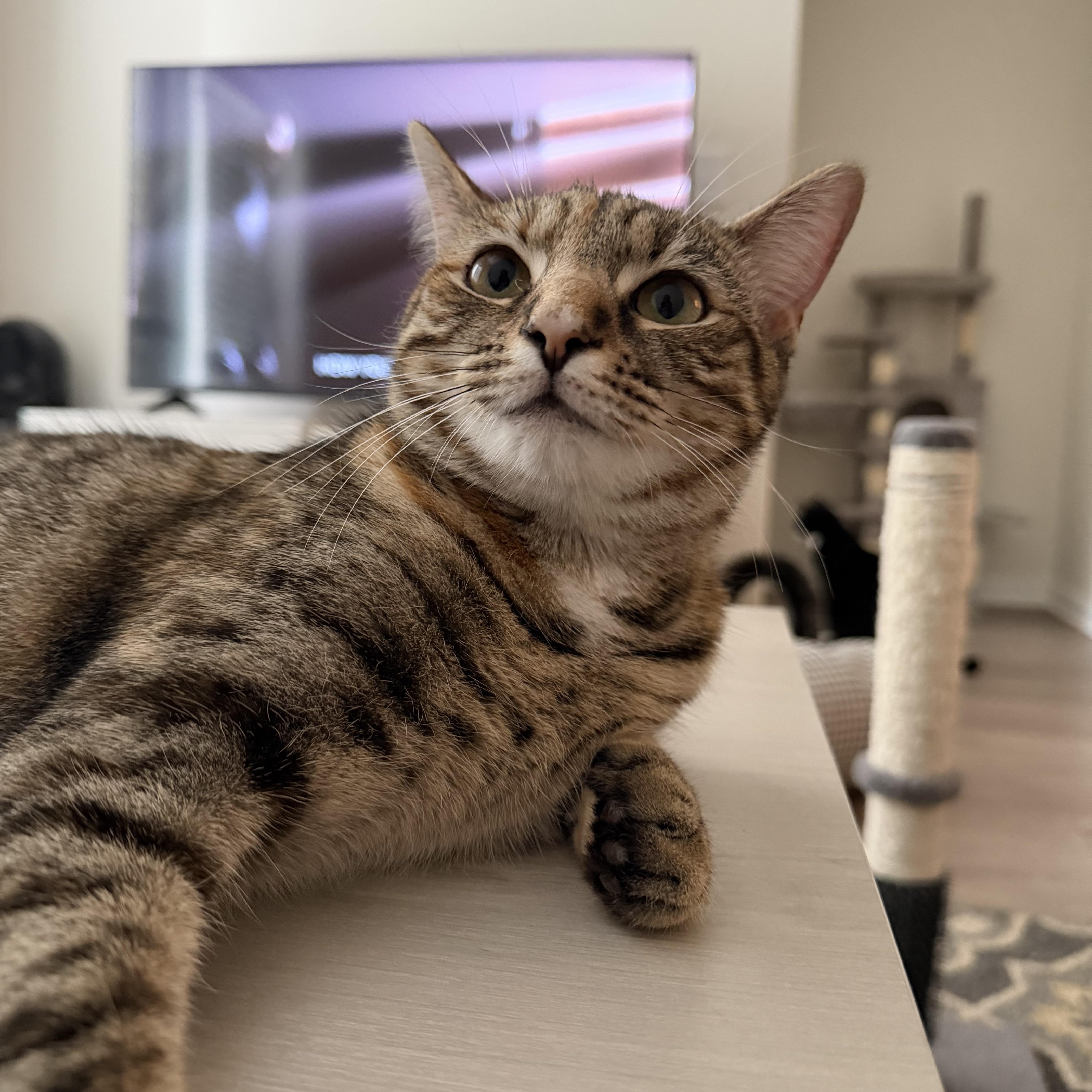 Enlarge tabatha, an adopted American Shorthair in Leland, NC image 6/6