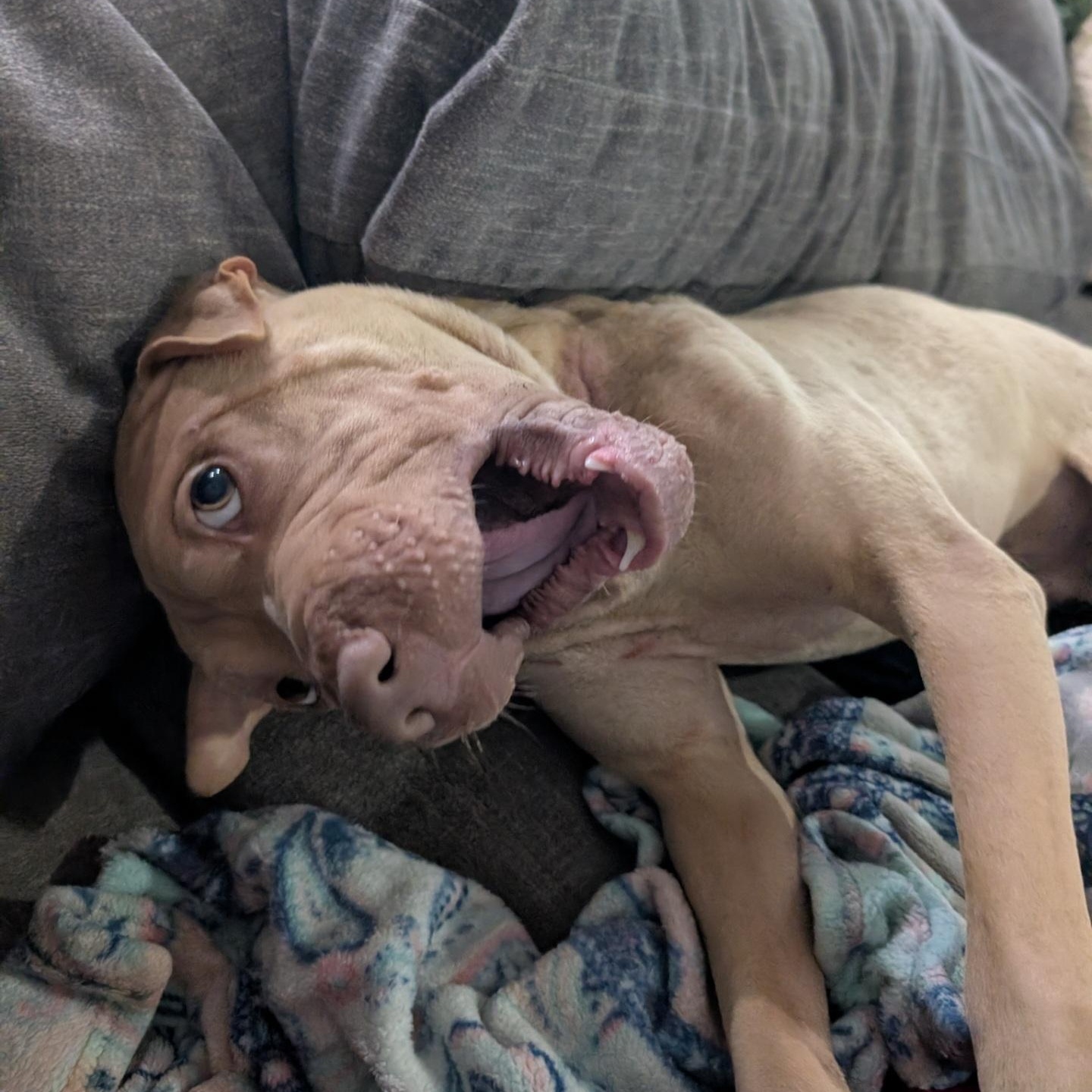 Enlarge Emmet, a ADOPTABLE mixed breed in Orlando, FL image 3/5