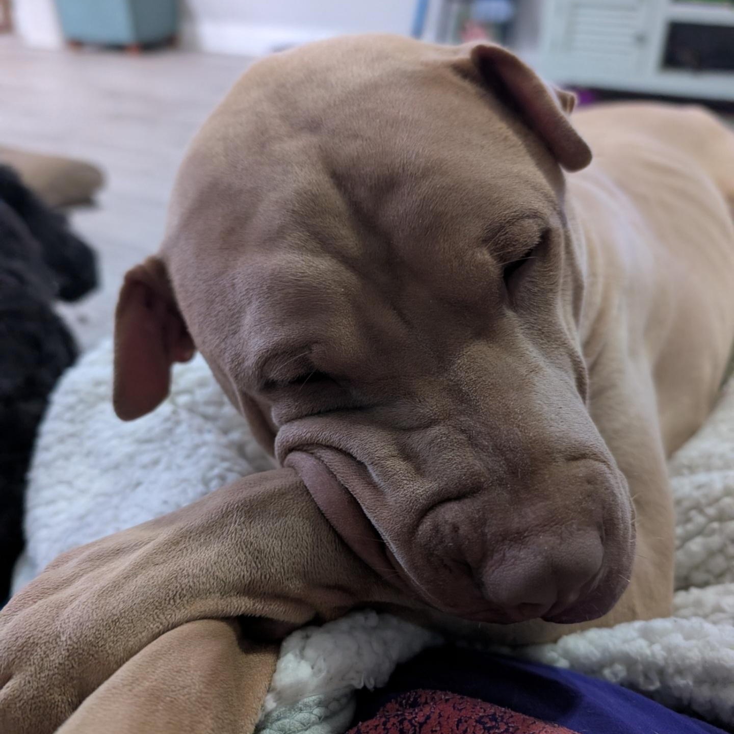 Enlarge Emmet, a ADOPTABLE mixed breed in Orlando, FL image 4/5