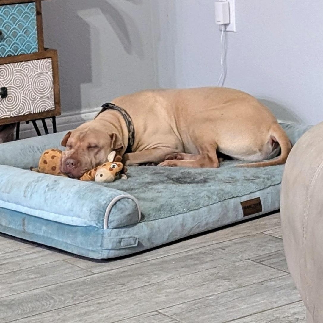 Enlarge Emmet, a ADOPTABLE mixed breed in Orlando, FL image 5/5