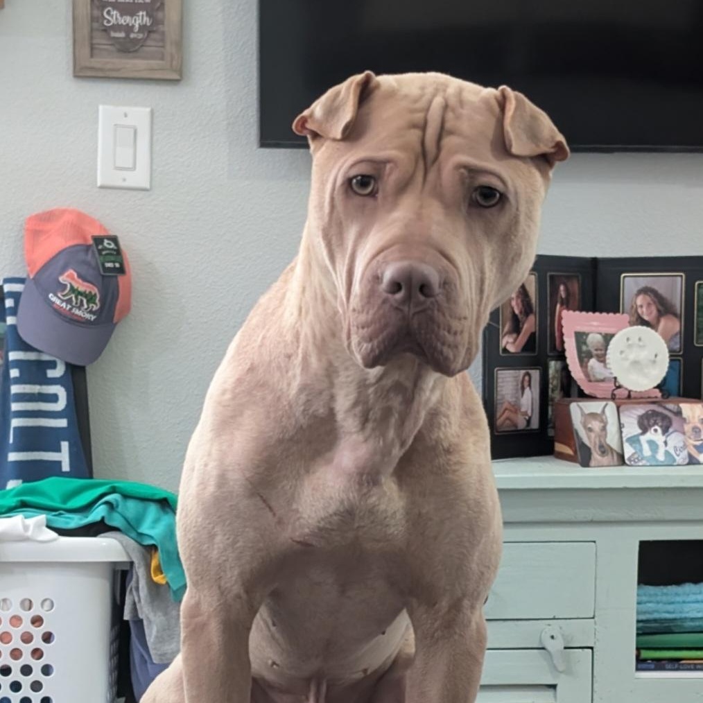 Enlarge Emmet, a ADOPTABLE mixed breed in Orlando, FL image 1/5