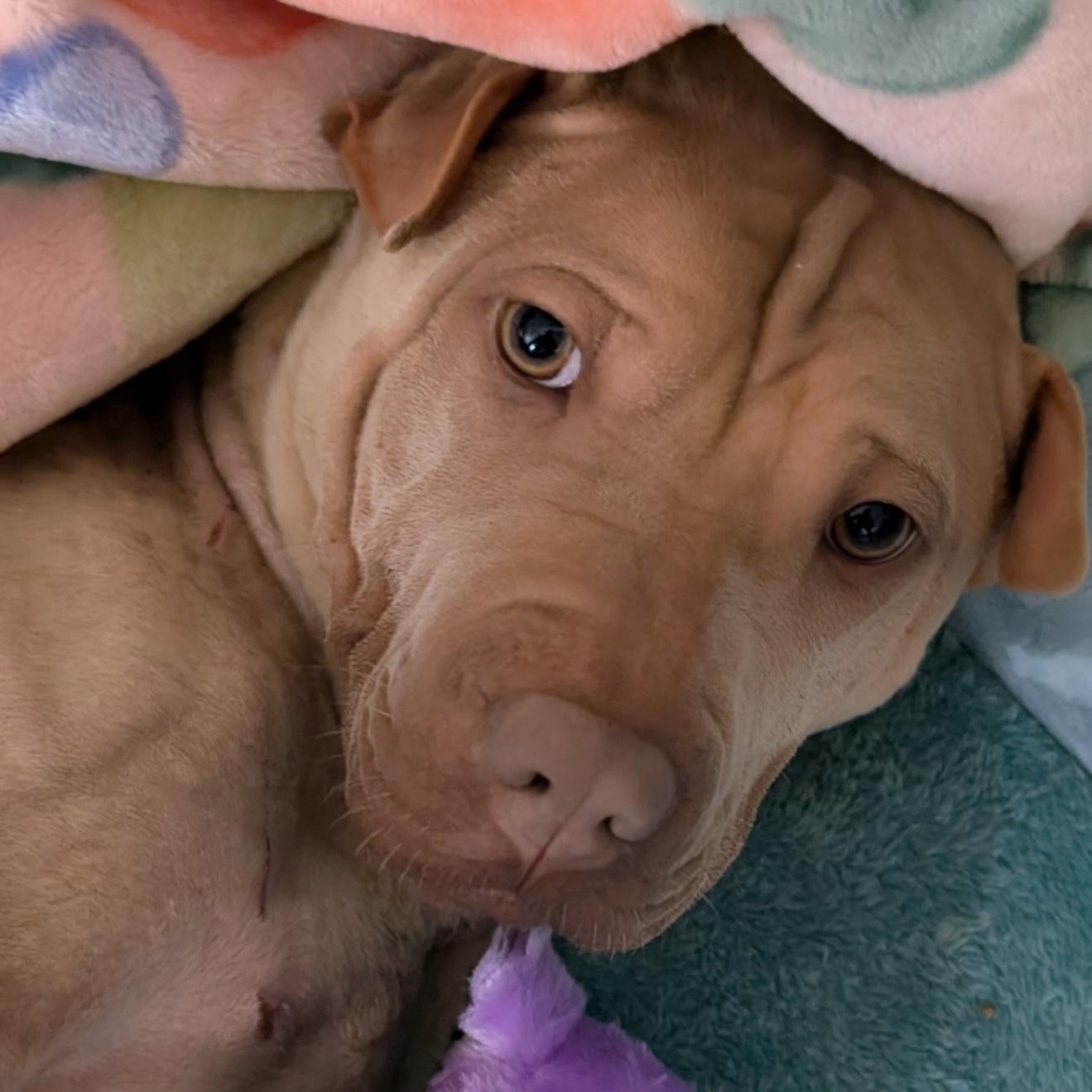 Enlarge Emmet, a ADOPTABLE mixed breed in Orlando, FL image 2/5