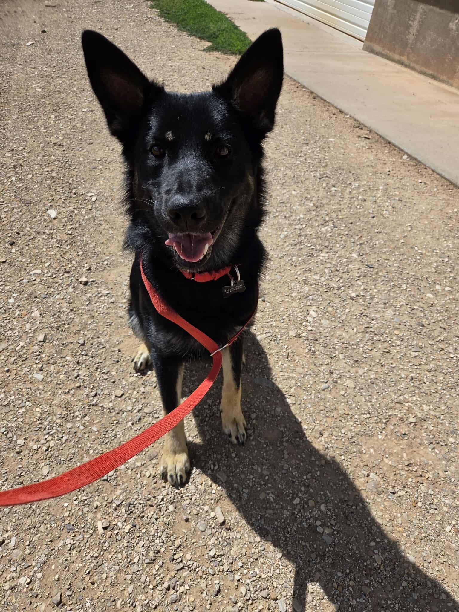 Kaiser, an adoptable German Shepherd Dog in Roosevelt, UT, 84066 | Photo Image 2