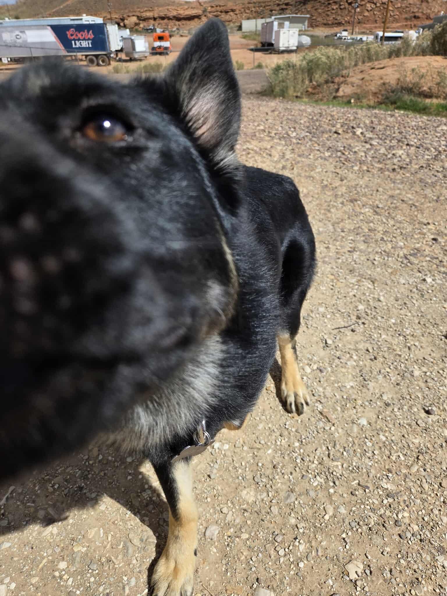 Kaiser, an adoptable German Shepherd Dog in Roosevelt, UT, 84066 | Photo Image 4