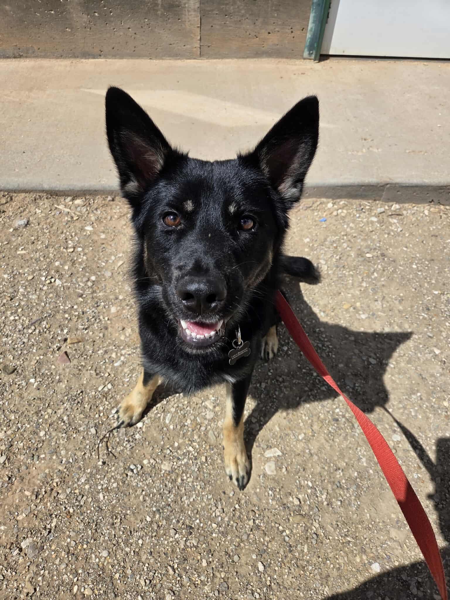 Kaiser, an adoptable German Shepherd Dog in Roosevelt, UT, 84066 | Photo Image 1