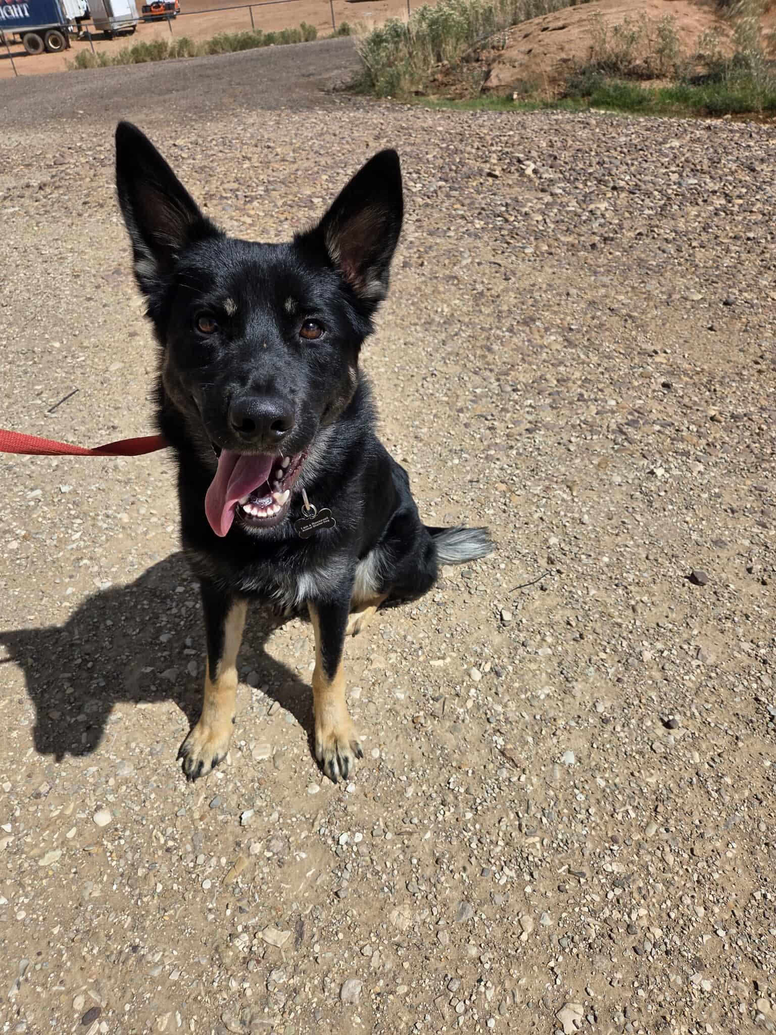 Kaiser, an adoptable German Shepherd Dog in Roosevelt, UT, 84066 | Photo Image 3